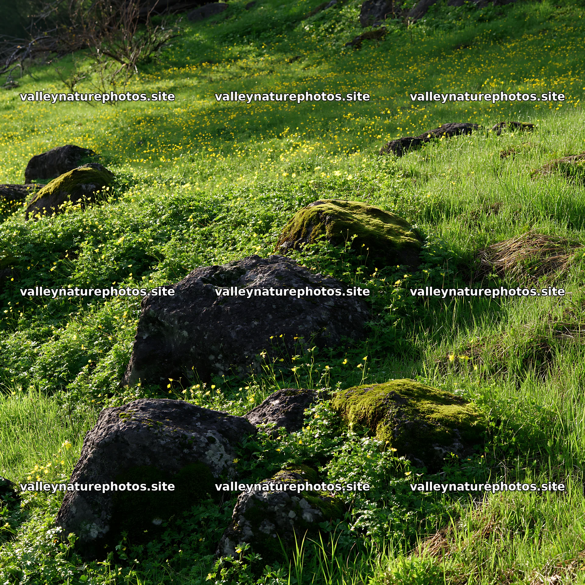 Miyagi spring recovery meadow mossy stone landscape detail – nature photography 7938x7938