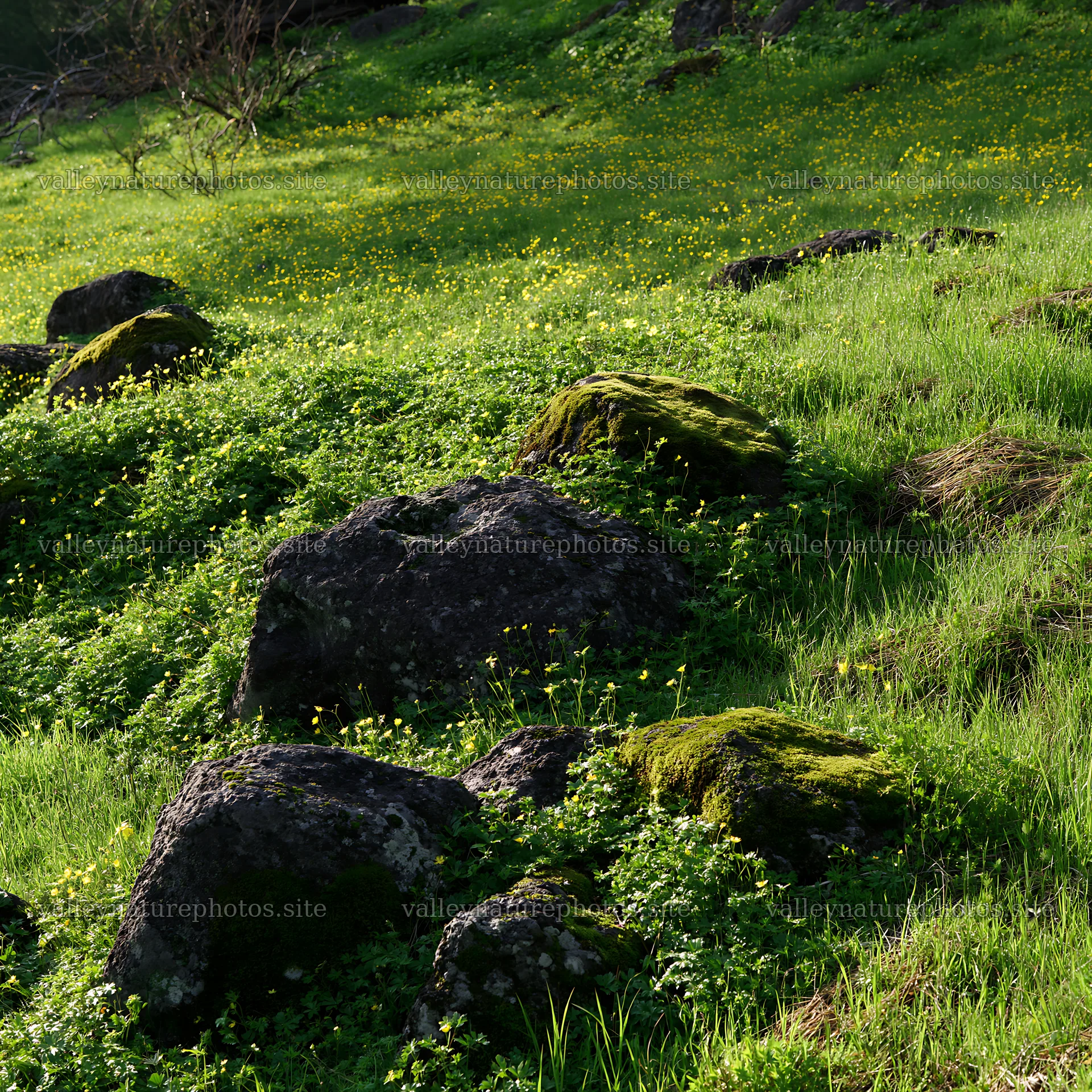 Miyagi spring recovery meadow mossy stone landscape detail – nature photography 7938x7938