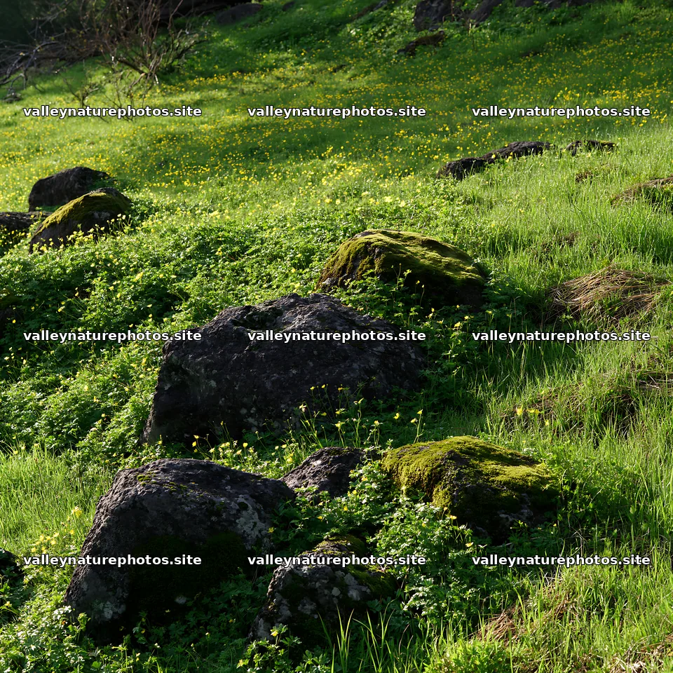Miyagi spring recovery meadow mossy stone landscape detail – nature photography 7938x7938