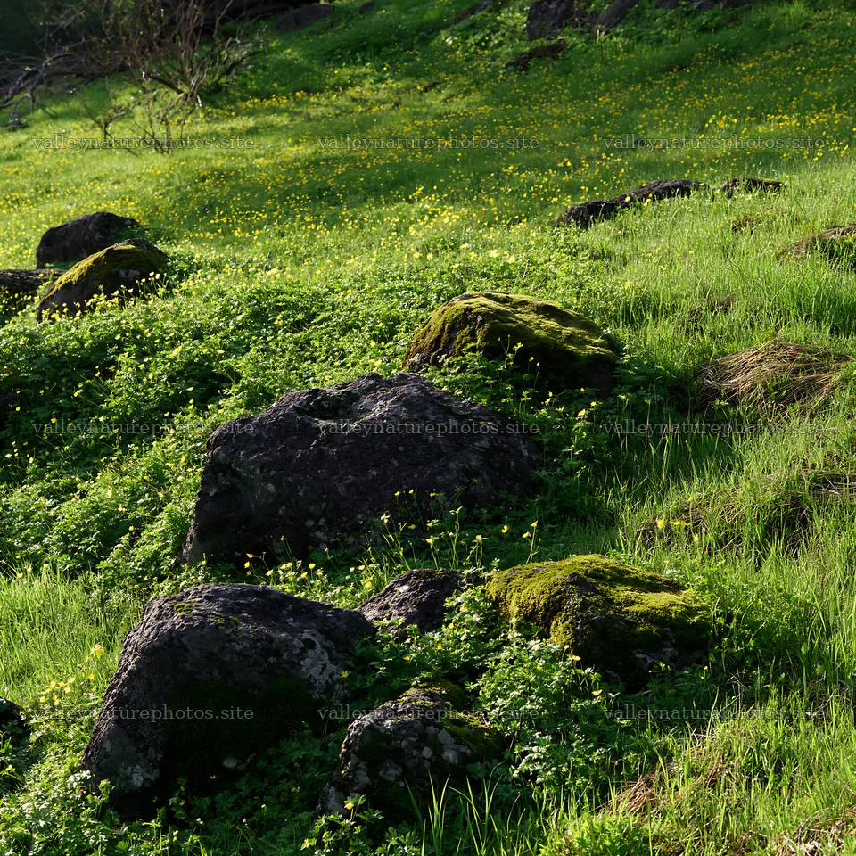 Miyagi spring recovery meadow mossy stone landscape detail – nature photography 7938x7938