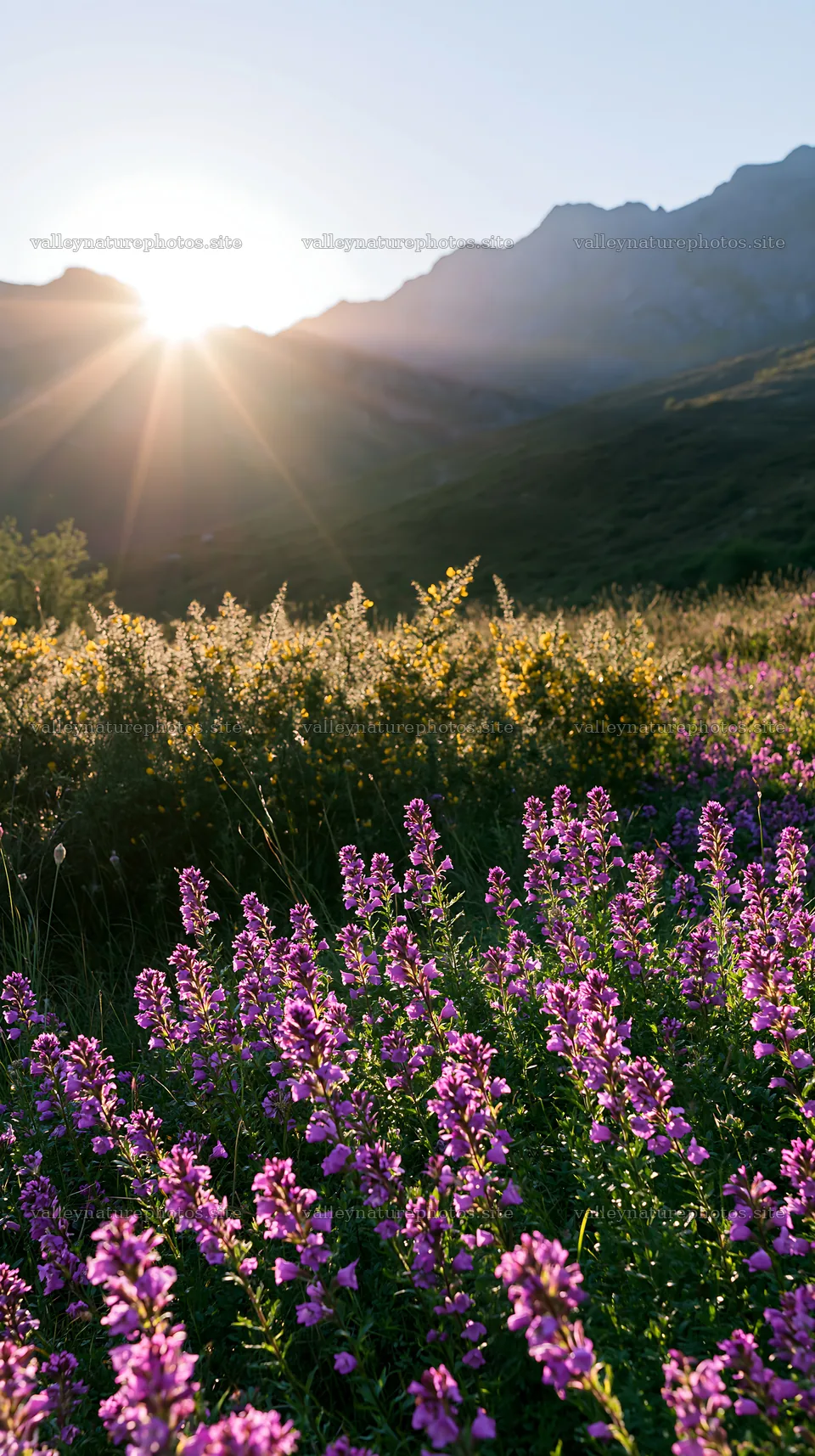 Picos de Europa meadow sunrays with blooming flowers – nature photography 5938x10608