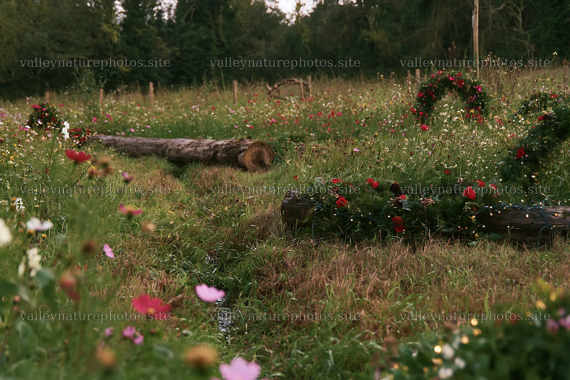 Expansive Christmas meadow with wreaths and tree logs – nature photography 9722x6480