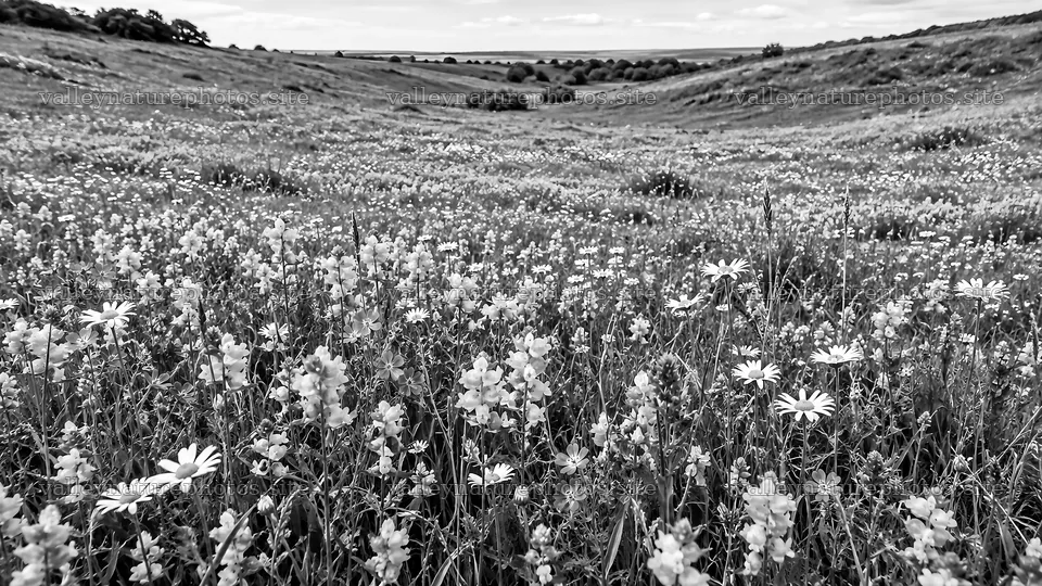 Monochrome Wildflower Meadow in Rolling Hills – nature photography 10324x5812