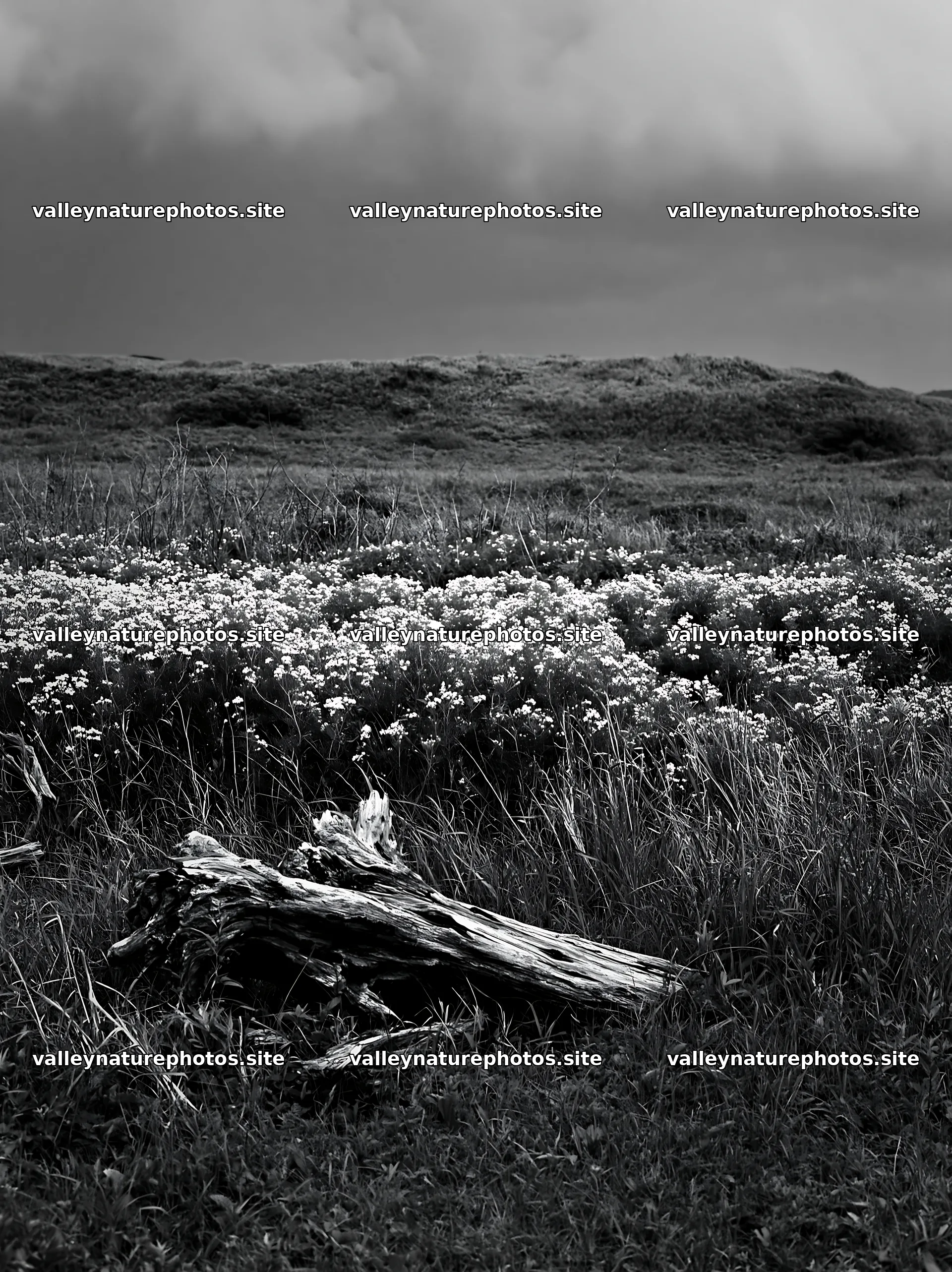 Chiba coastal climate meadow driftwood foreground – nature photography 6866x9174
