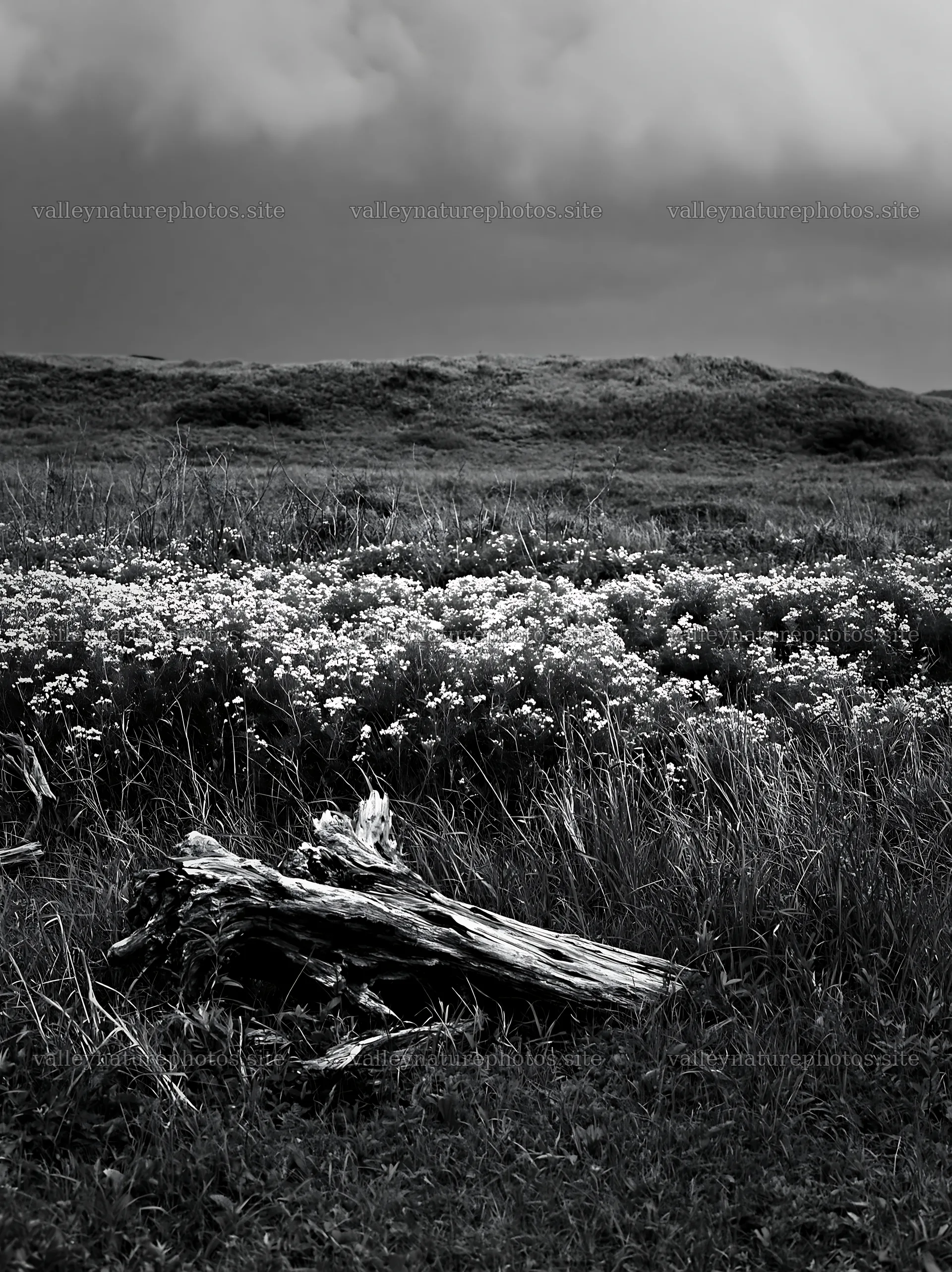 Chiba coastal climate meadow driftwood foreground – nature photography 6866x9174