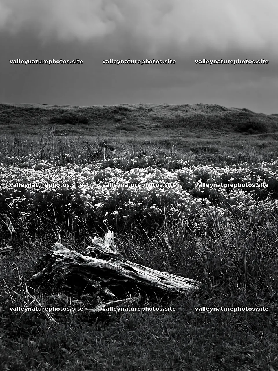 Chiba coastal climate meadow driftwood foreground – nature photography 6866x9174