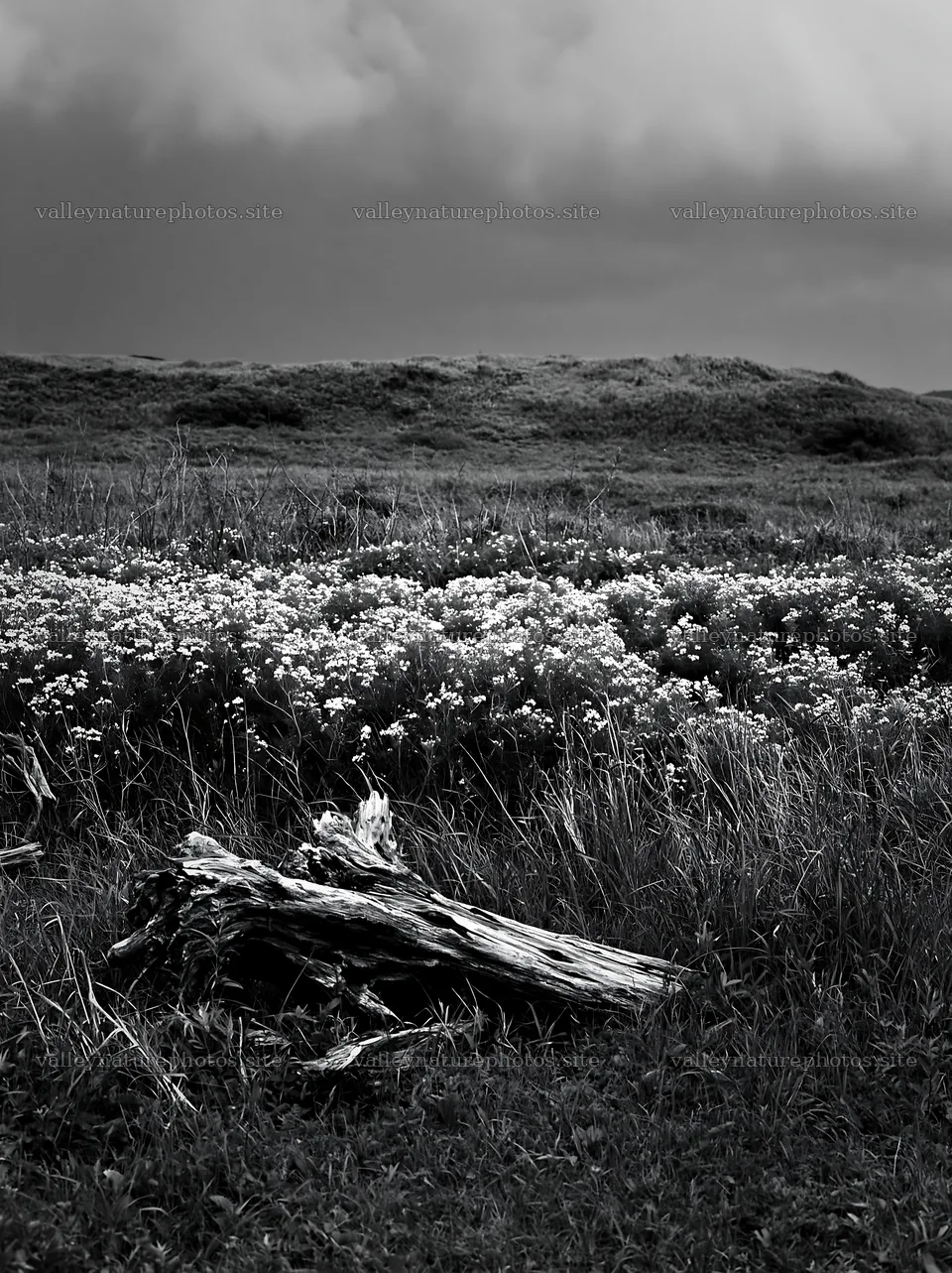 Chiba coastal climate meadow driftwood foreground – nature photography 6866x9174