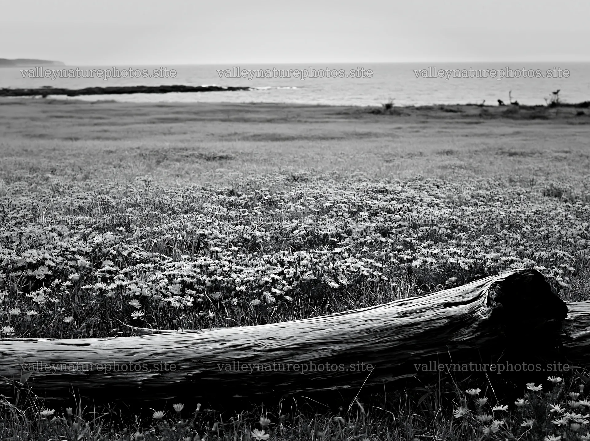 Chiba coast meadow with driftwood and flowers in foreground – nature photography 9174x6866