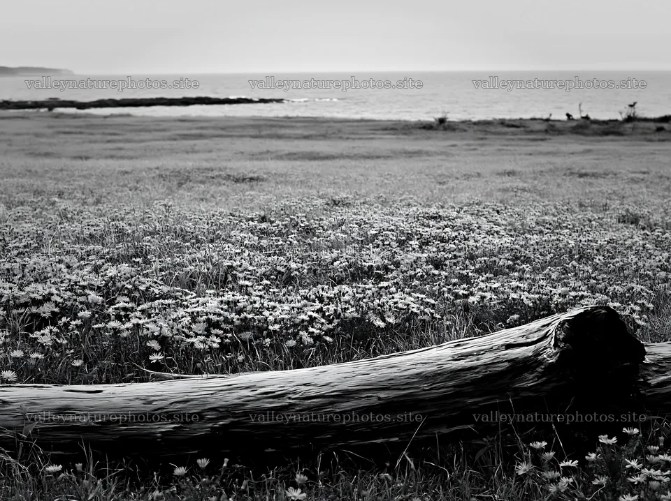 Chiba coast meadow with driftwood and flowers in foreground – nature photography 9174x6866