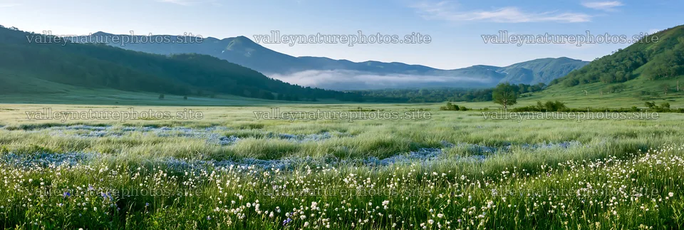 Biodiverse Nagano silver grass meadow dew in morning light – nature photography 13690x4602