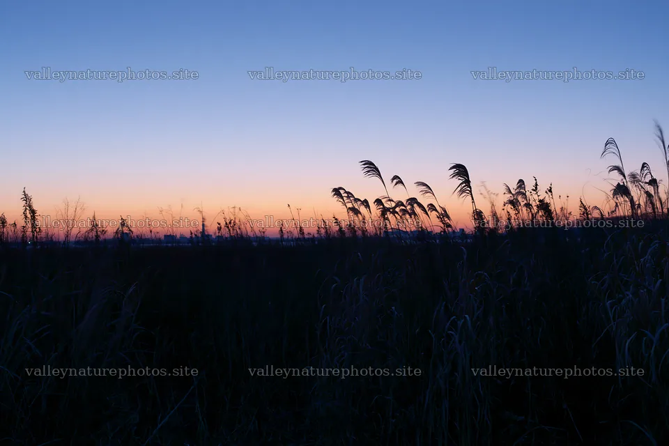 Tokyo urban biodiversity meadow with seedheads at sunset – nature photography 9722x6480