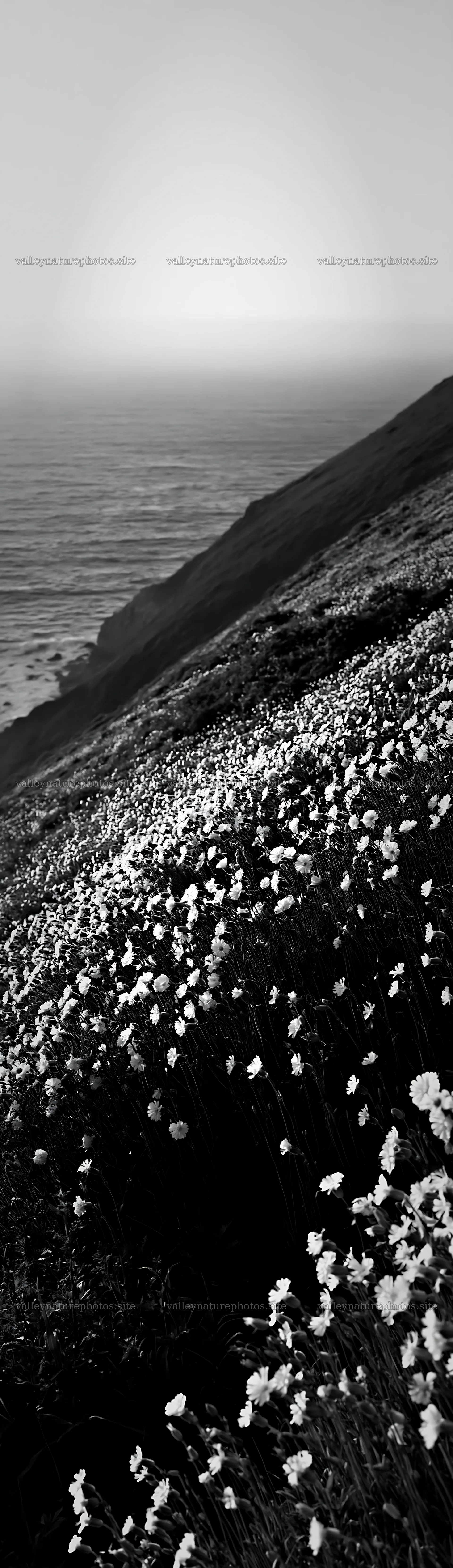 Coastal cliff meadow with flowers and ocean view – nature photography 4268x14762