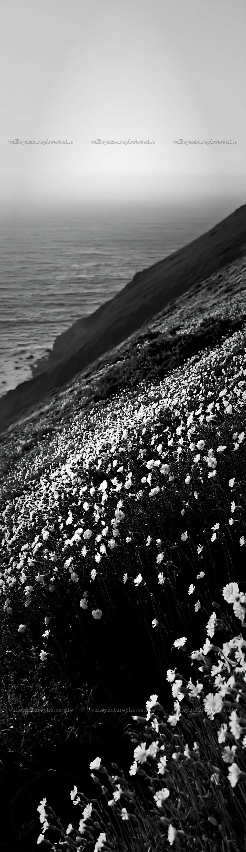 Coastal cliff meadow with flowers and ocean view – nature photography 4268x14762