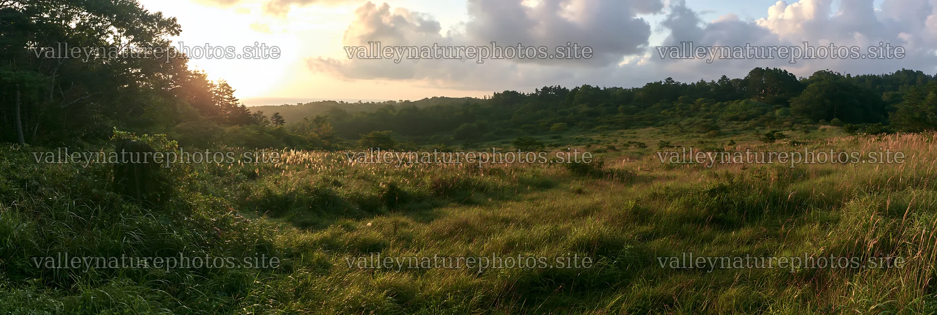 Fukushima native meadow with weathered stump at sunset – nature photography 13690x4602