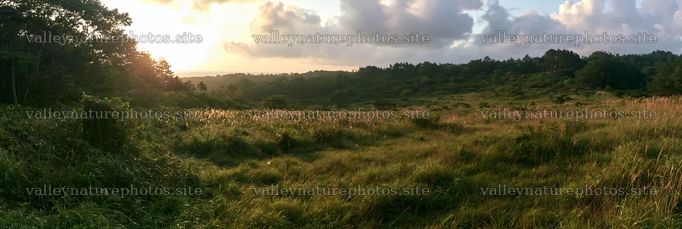 Fukushima native meadow with weathered stump at sunset – nature photography 13690x4602