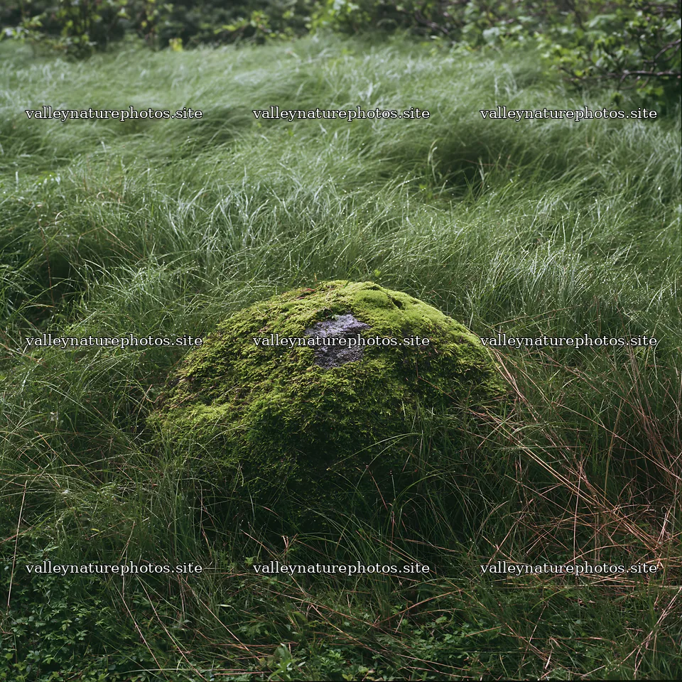 Miyagi spring recovery meadow mossy stone near green grass – nature photography 7938x7938
