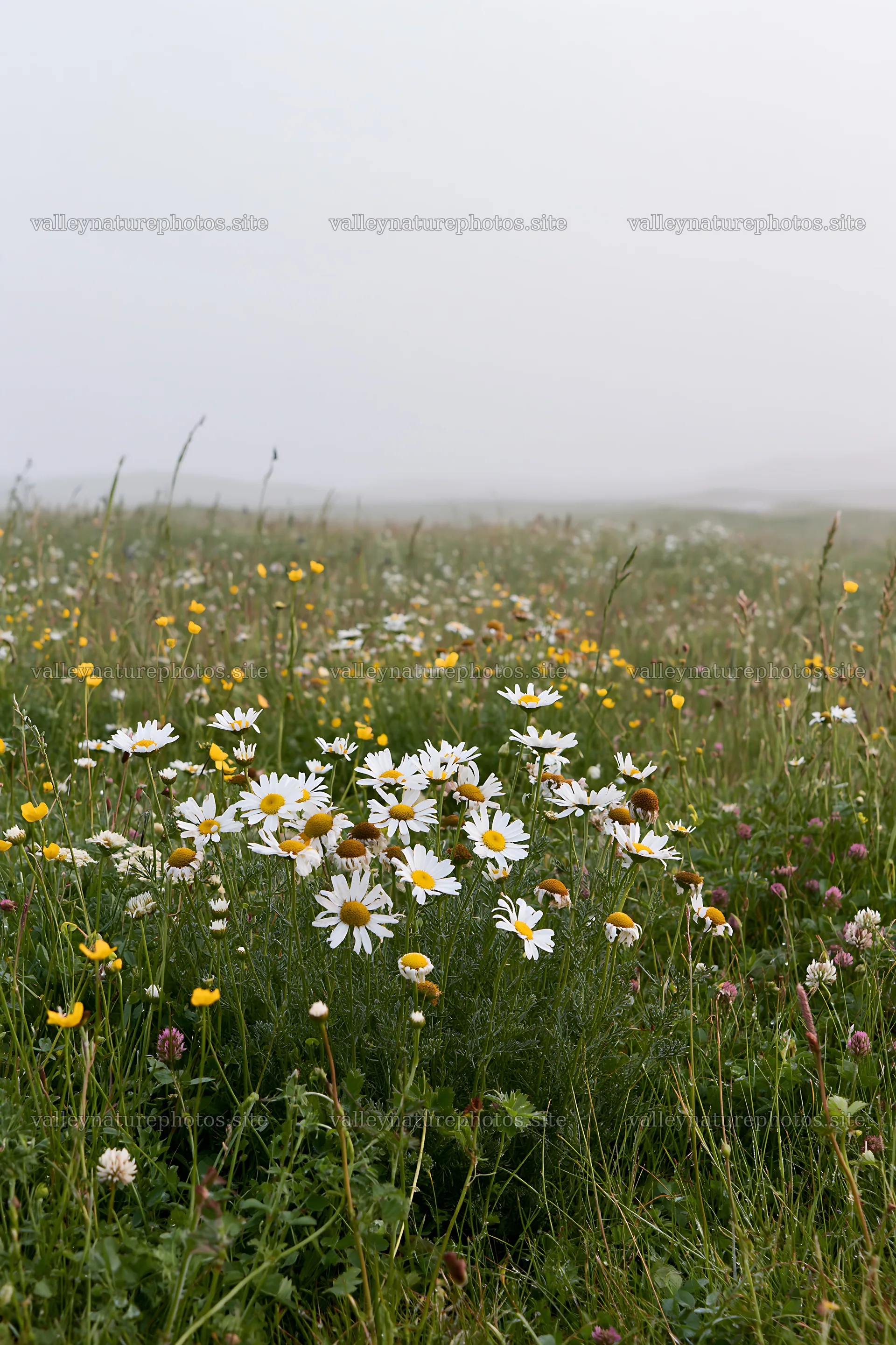 Machair beach meadow with wildflowers and fog – nature photography 6480x9722