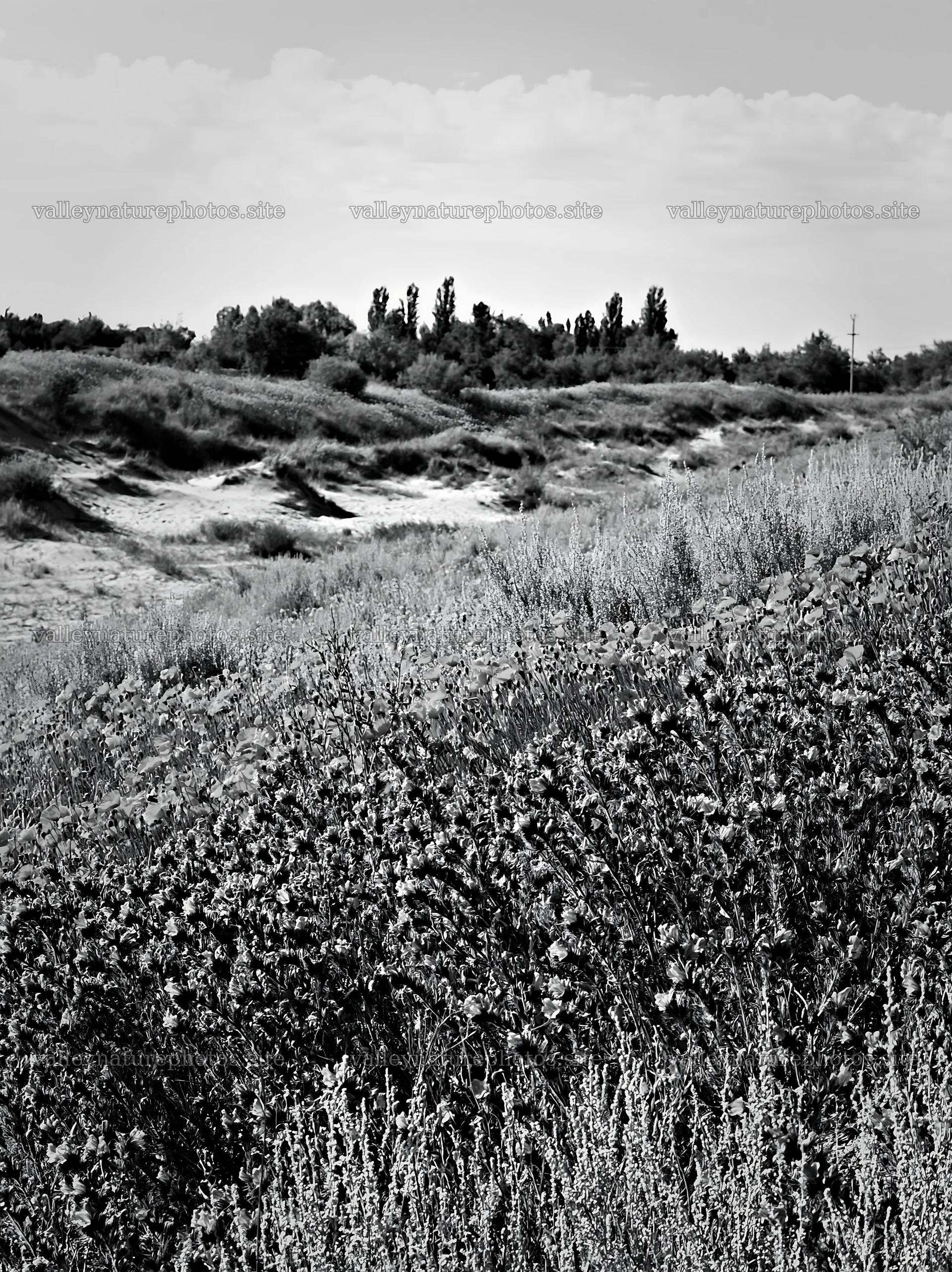 Poppy viper's-bugloss meadow in black and white – nature photography 6866x9174