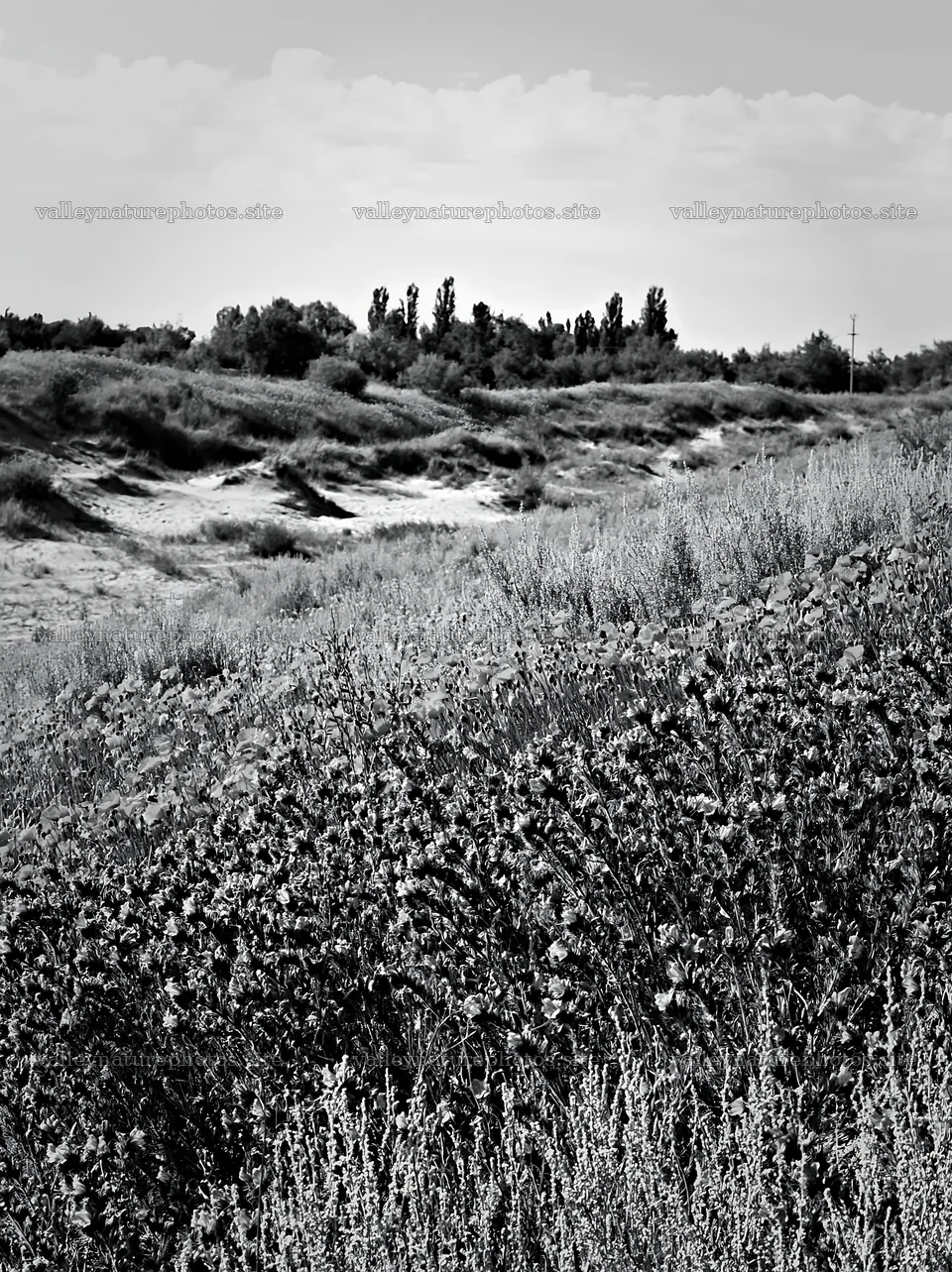Poppy viper's-bugloss meadow in black and white – nature photography 6866x9174