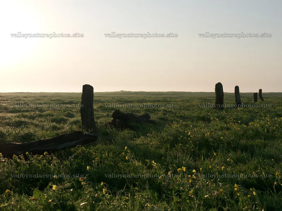 Ishikawa coastal meadow with driftwood and weathered posts – nature photography 9174x6866