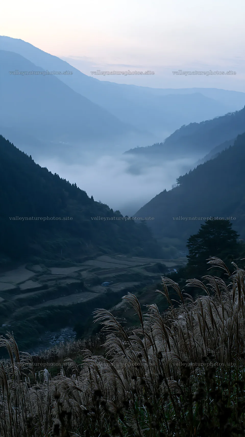 Ehime twilight meadow with dry seedheads – nature photography 5938x10608
