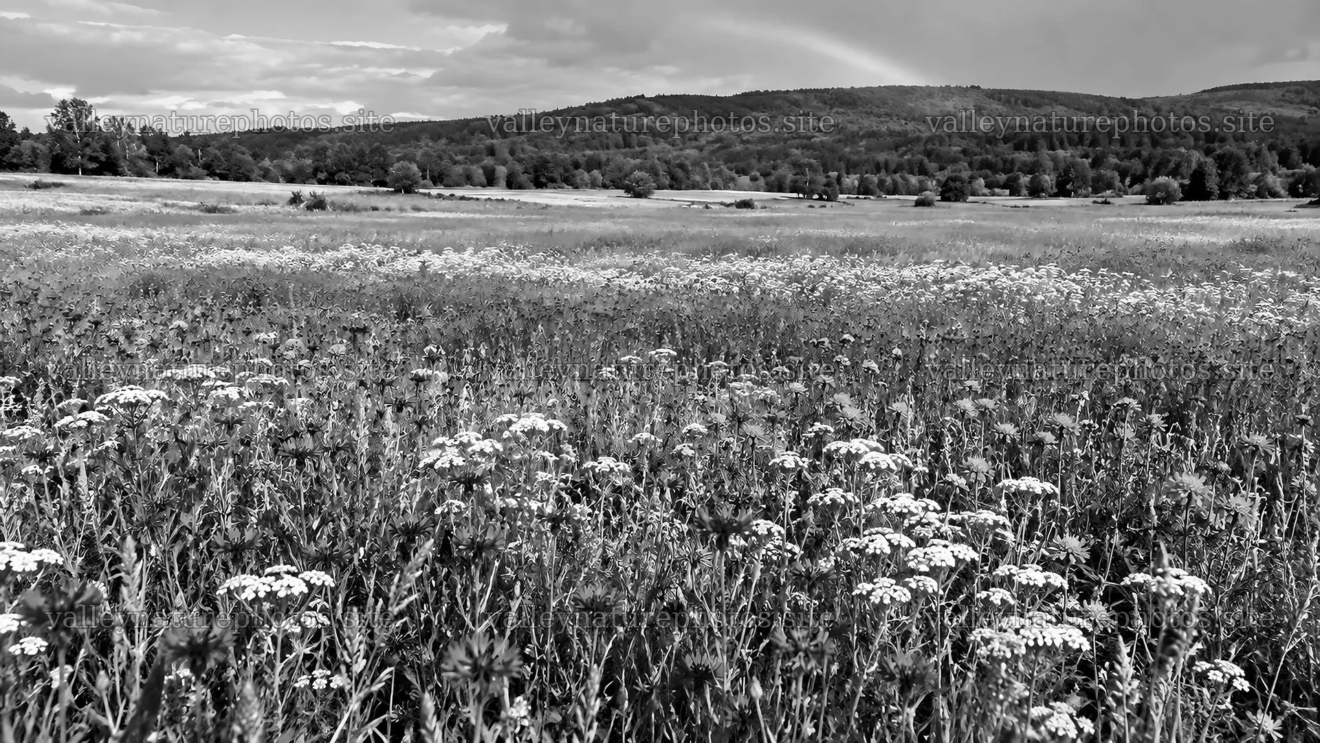 Wildflower Meadow Before Forested Hills in Monochrome – nature photography 10324x5812