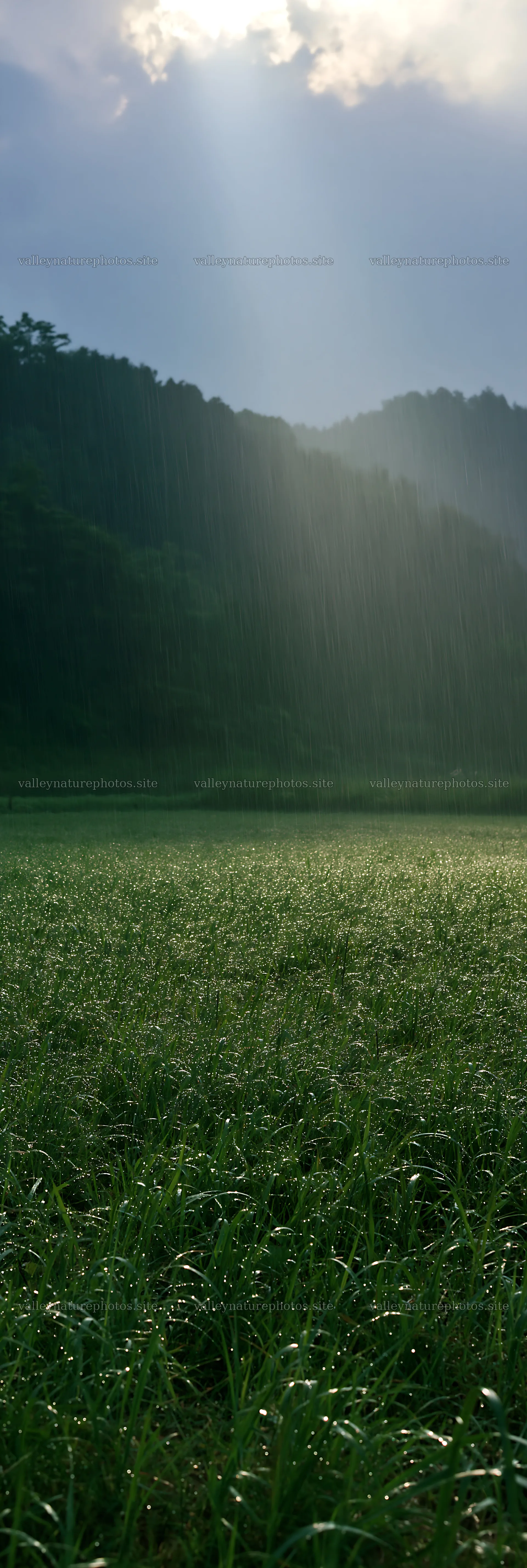 Niigata floodplain meadow with dew in the morning light – nature photography 4602x13690