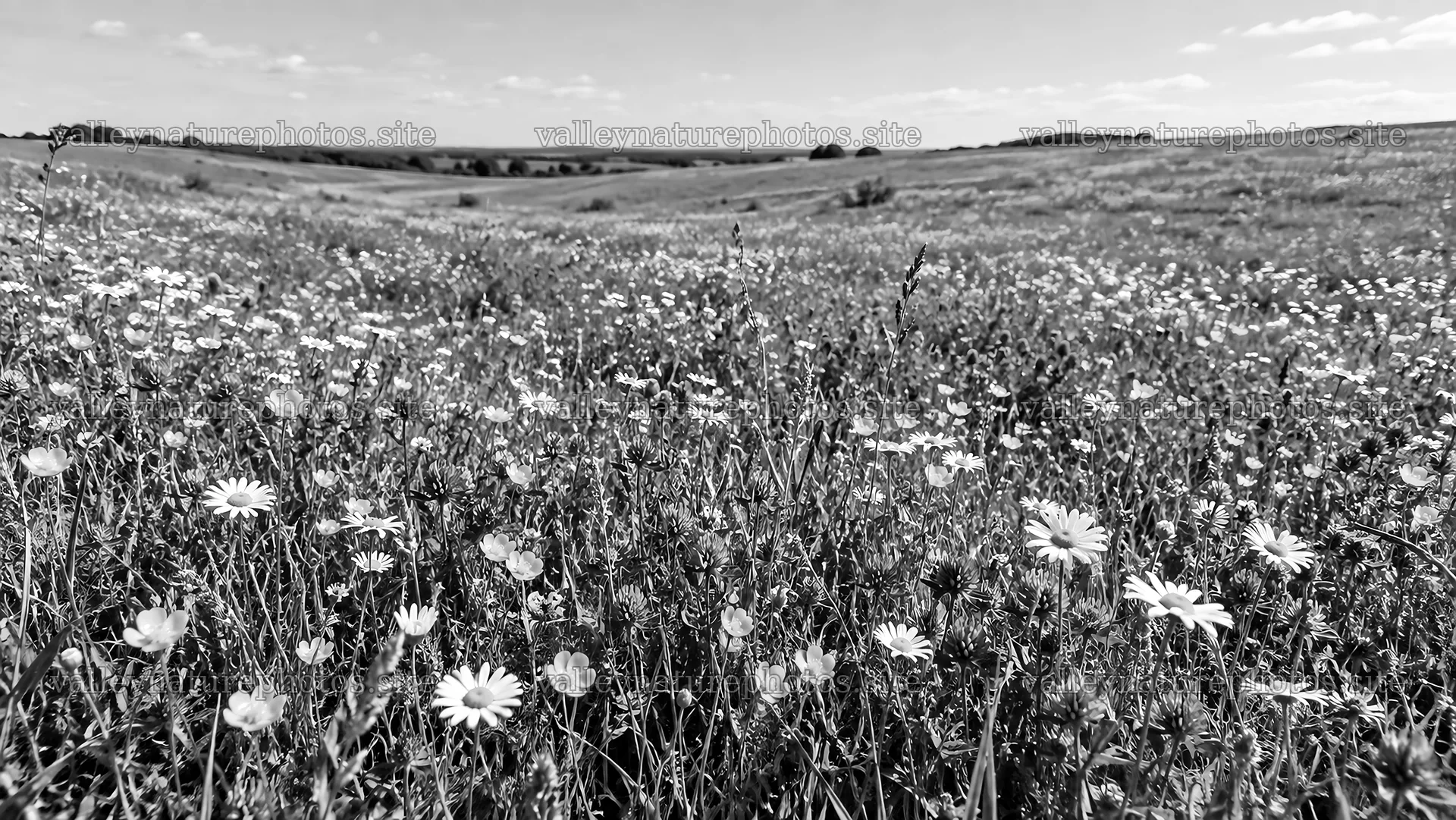 Black-and-White Wildflower Meadow Landscape – nature photography 10324x5812