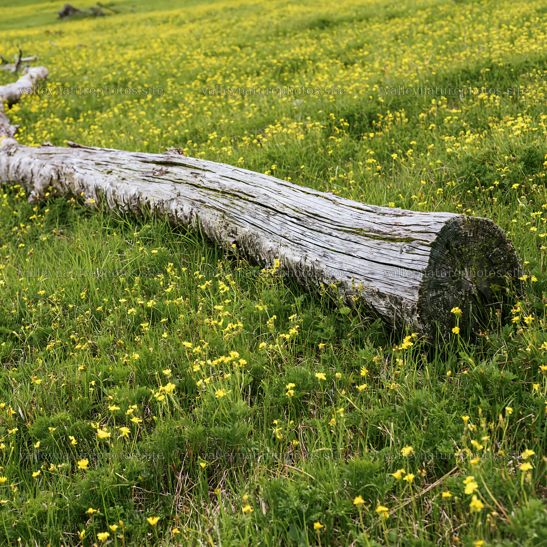 Weathered log meadow with yellow flowers and green grass – nature photography 7938x7938