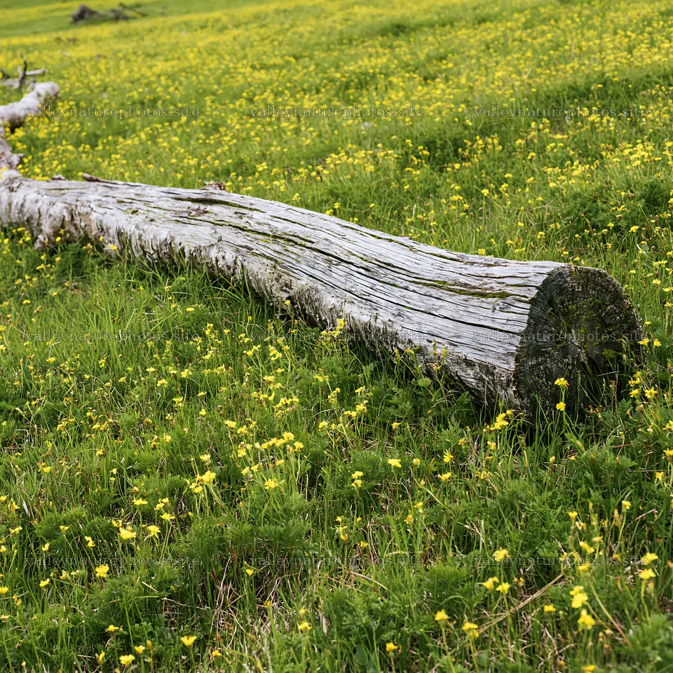 Weathered log meadow with yellow flowers and green grass – nature photography 7938x7938