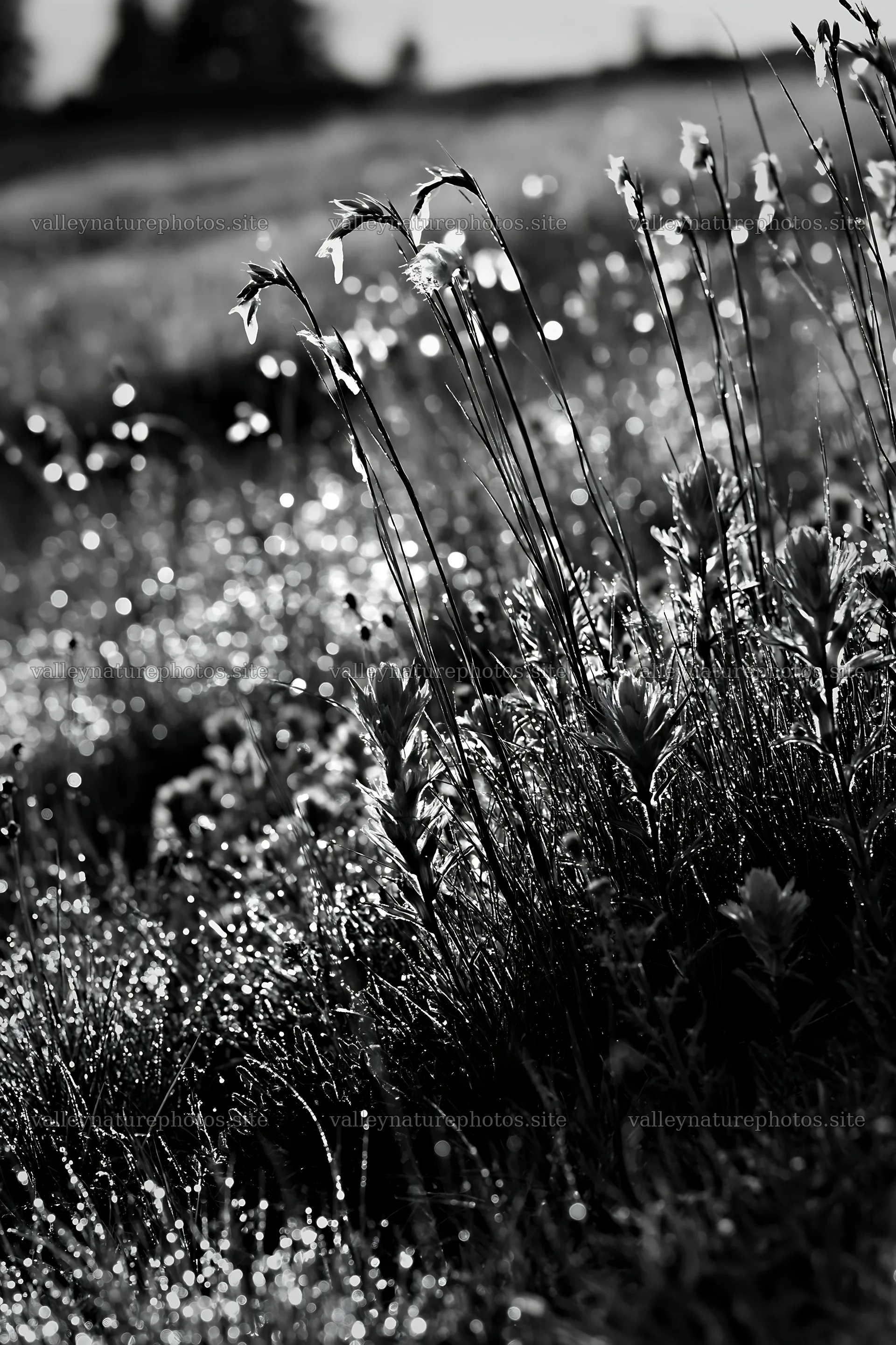 Meadow grass seedheads in the morning light – nature photography 6480x9722