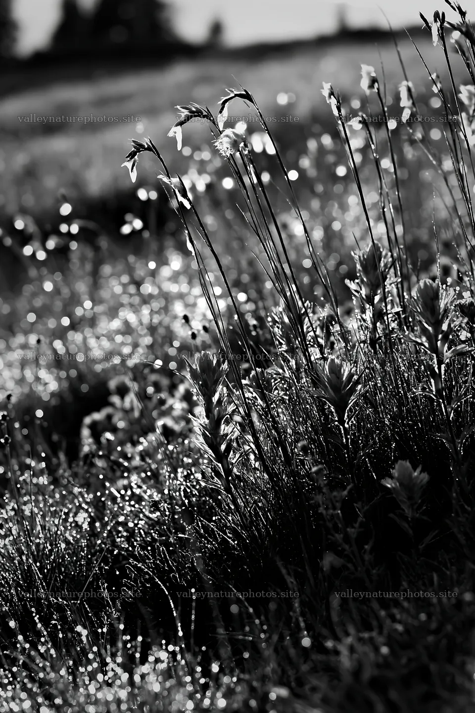 Meadow grass seedheads in the morning light – nature photography 6480x9722
