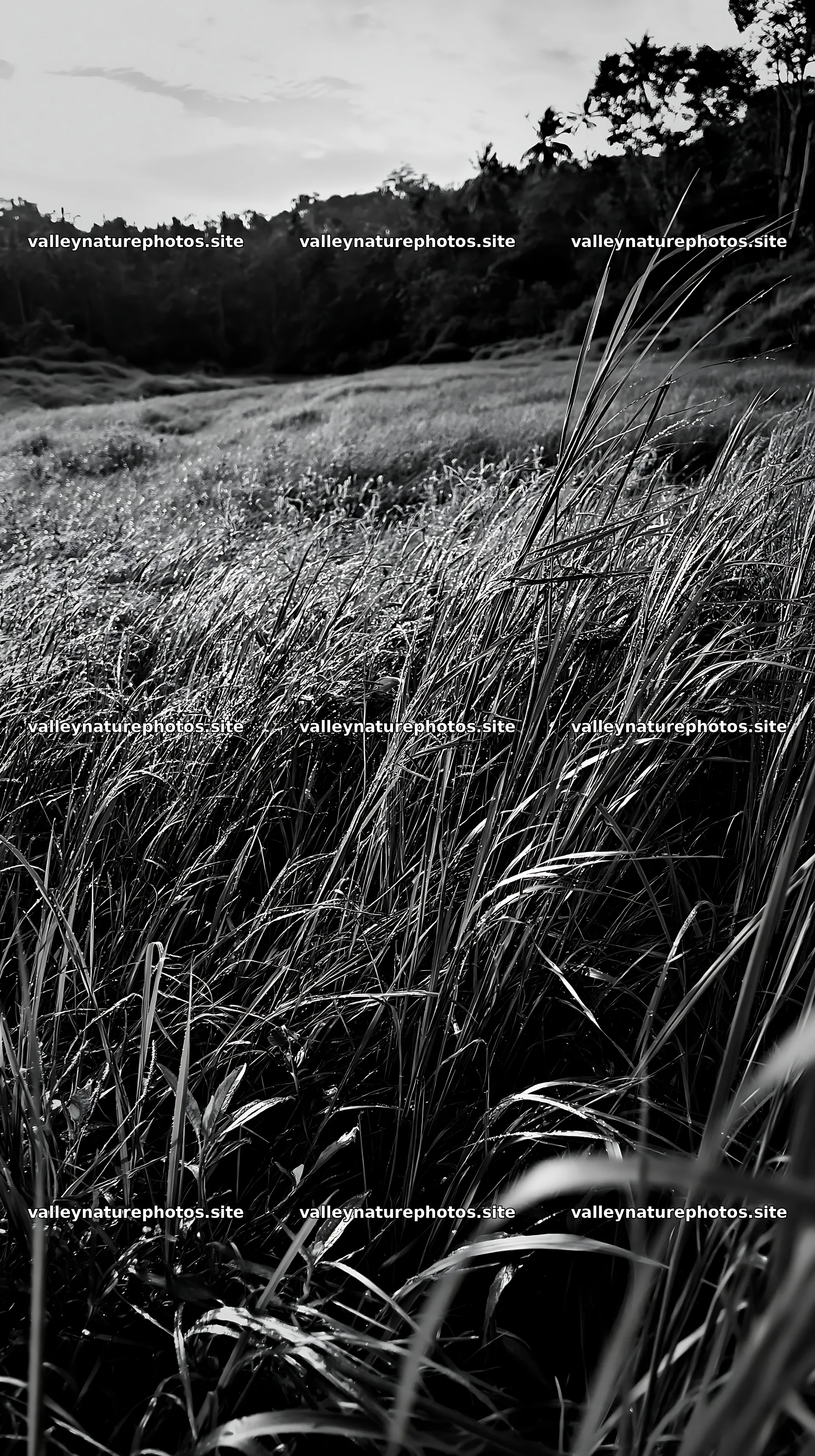 Kochi monsoon meadow rain beaded grasses with tall green blades – nature photography 5938x10608