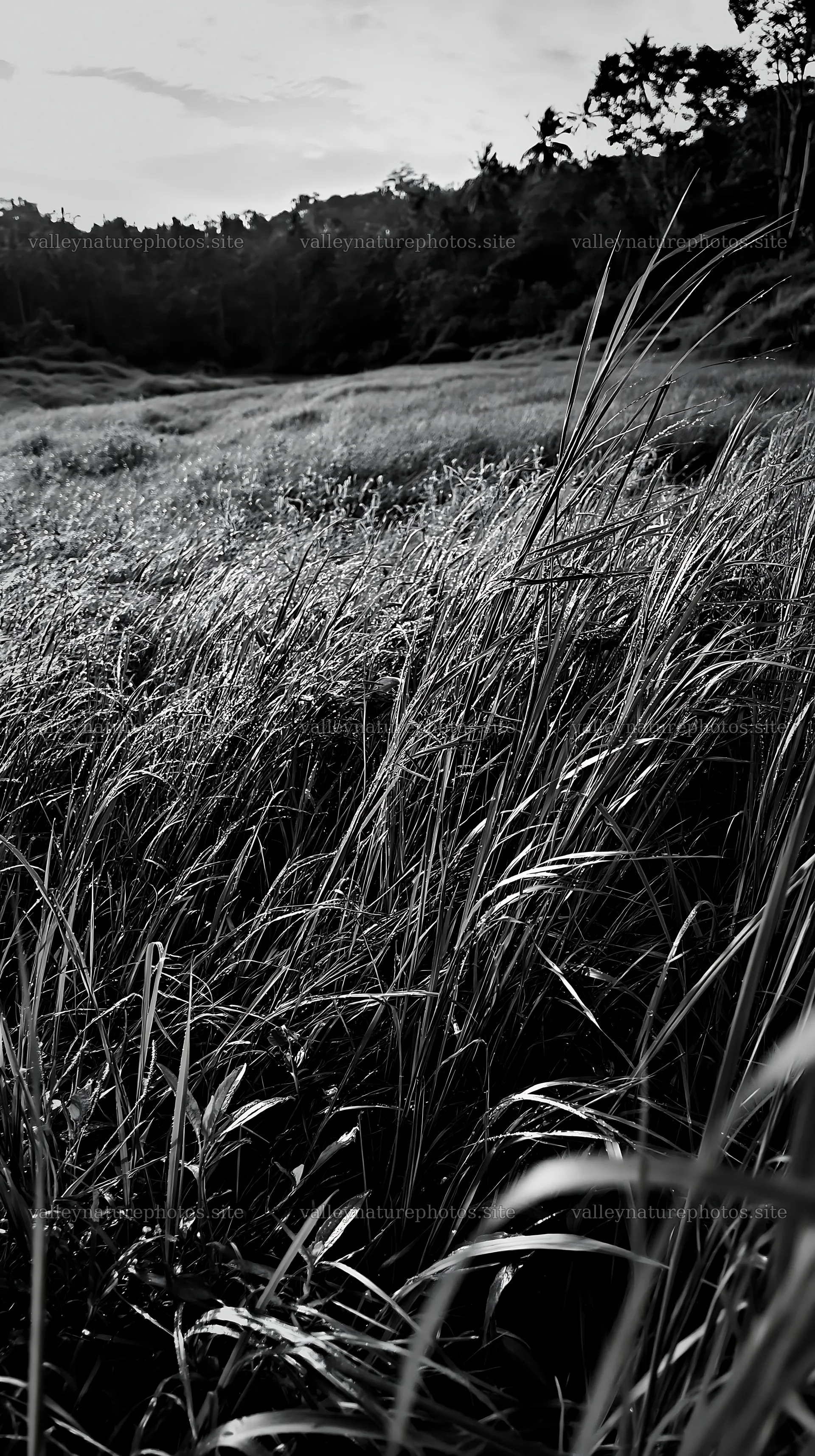 Kochi monsoon meadow rain beaded grasses with tall green blades – nature photography 5938x10608