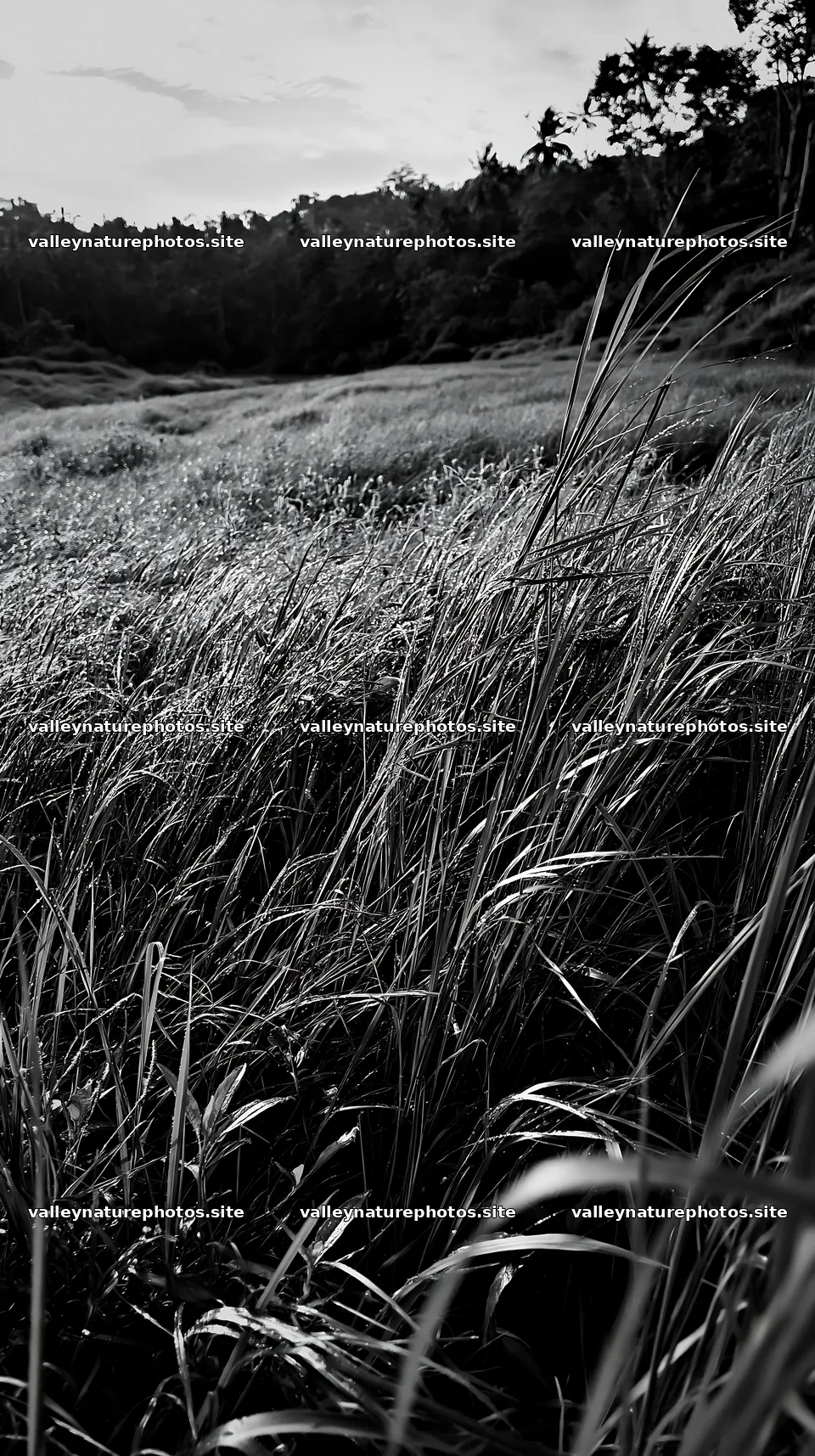 Kochi monsoon meadow rain beaded grasses with tall green blades – nature photography 5938x10608