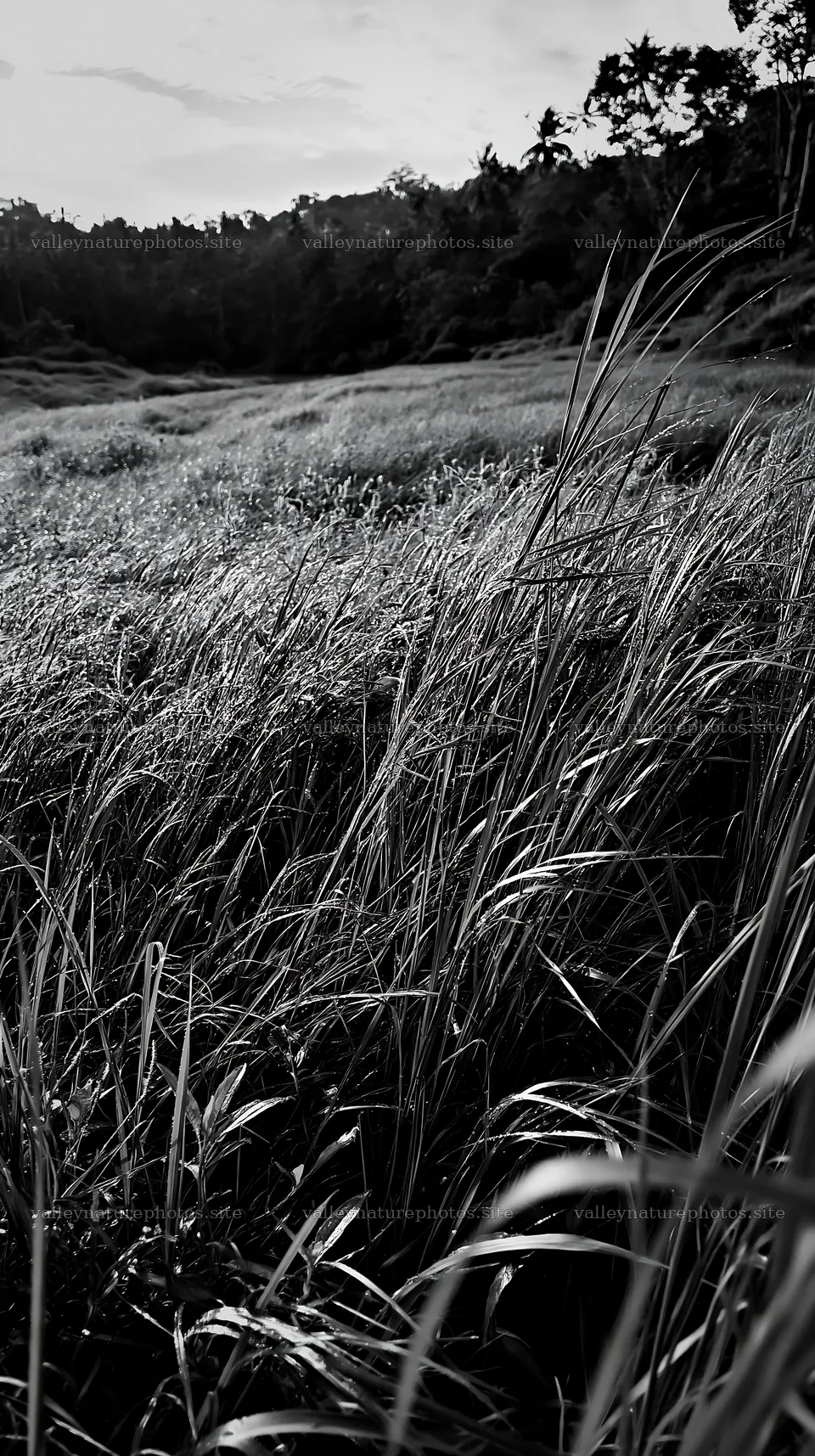 Kochi monsoon meadow rain beaded grasses with tall green blades – nature photography 5938x10608