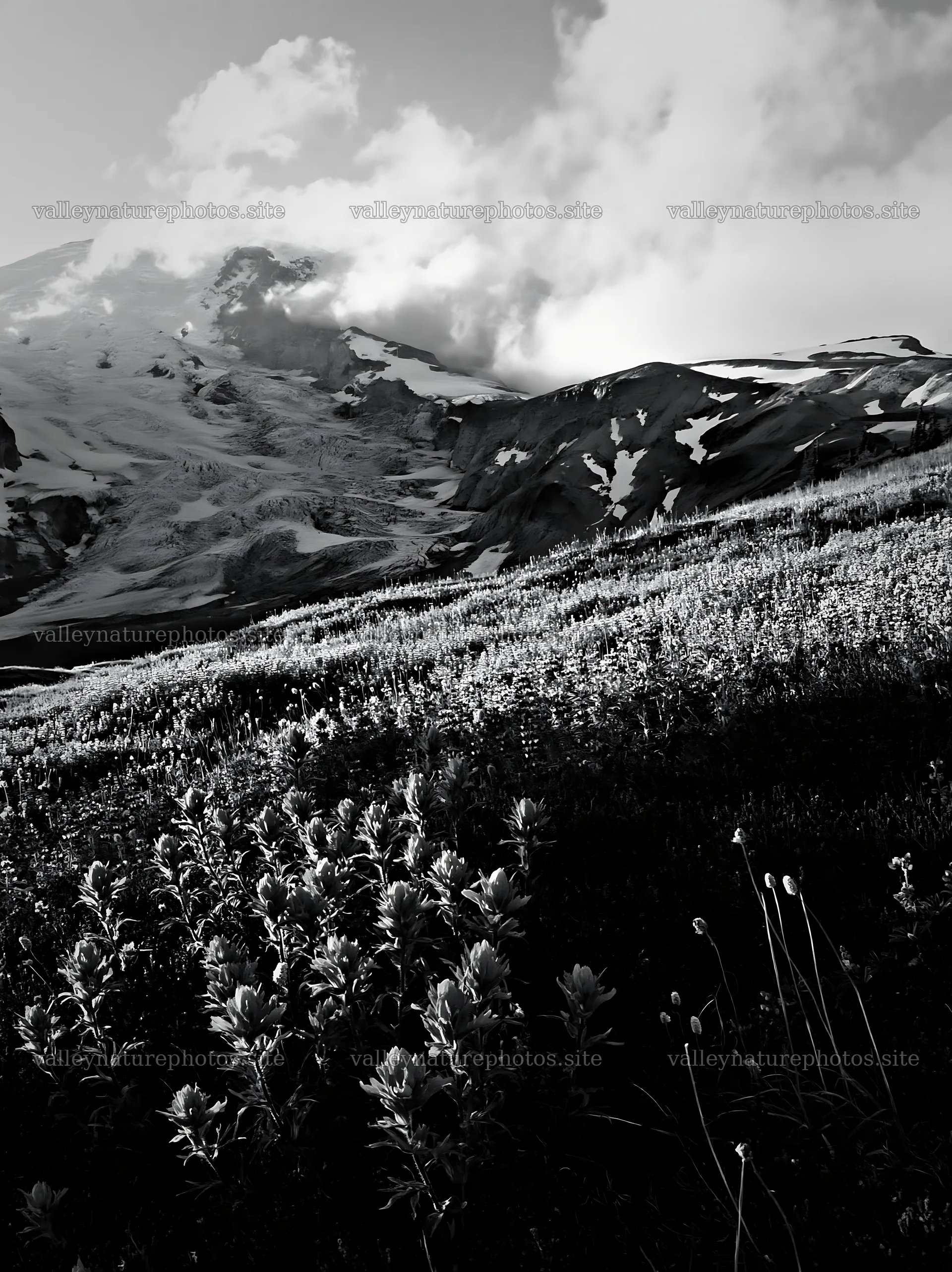 Mount Rainier meadow with paintbrush and lupine flowers – nature photography 6866x9174