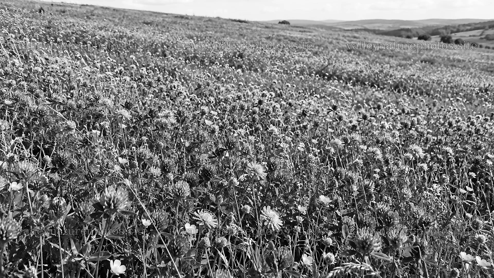 Black-and-White Wildflower Meadow on Rolling Hills – nature photography 10324x5812