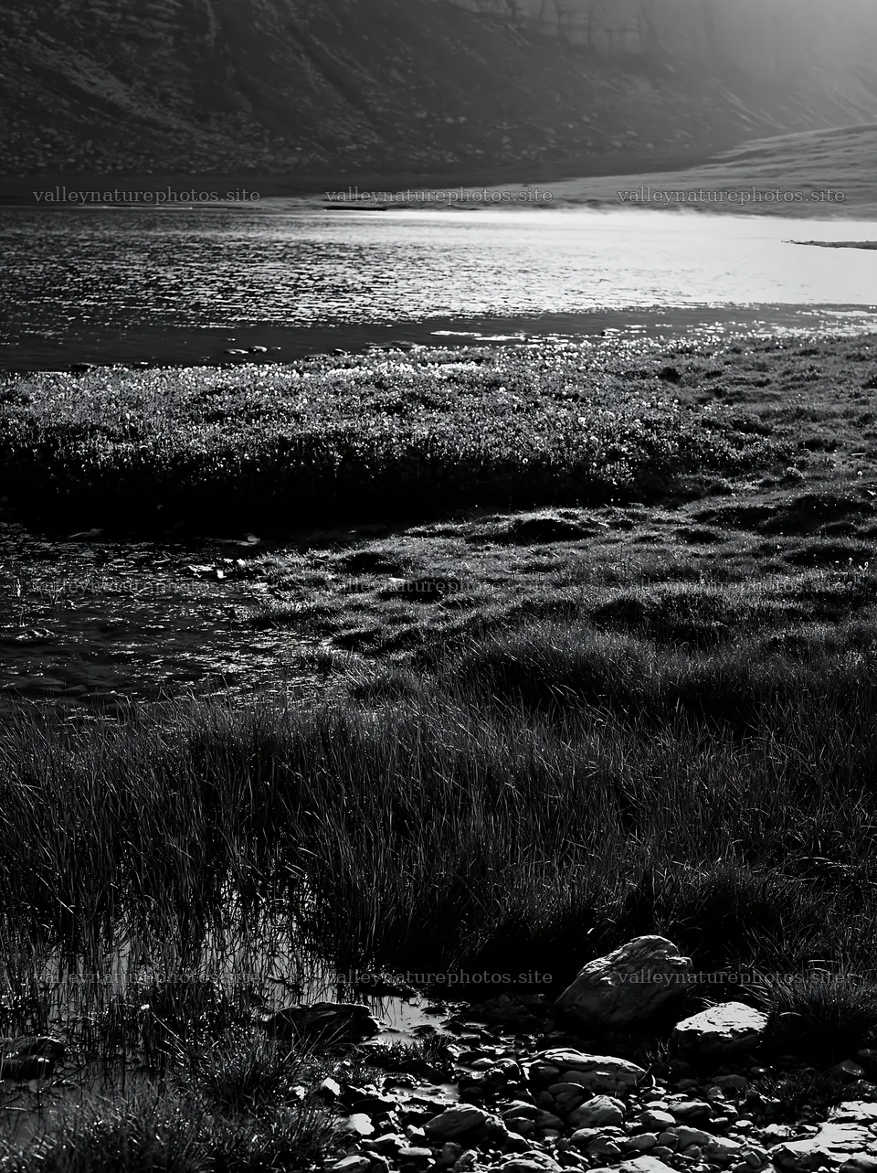 Regenerative meadow with water body in black and white – nature photography 6866x9174
