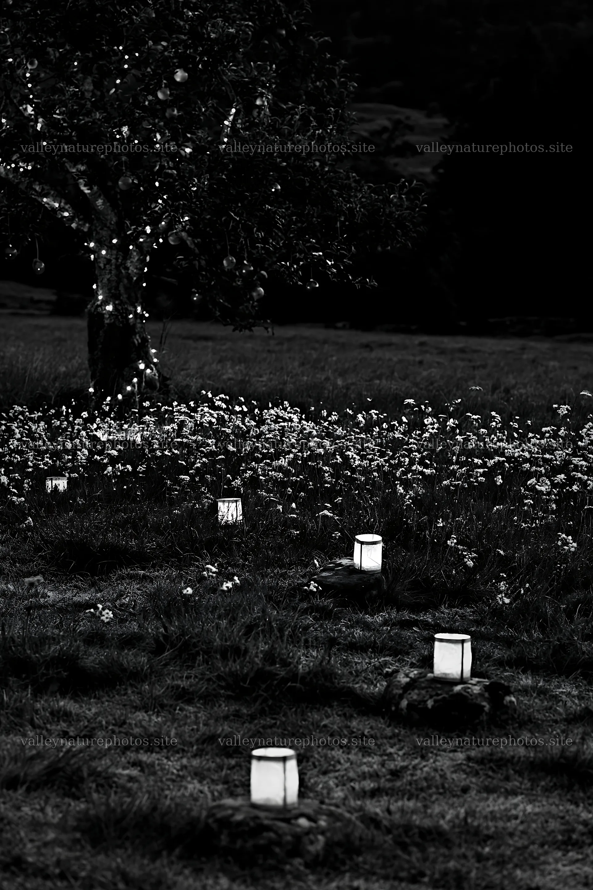Apple tree meadow with frosted stones and lanterns during Christmas – nature photography 6480x9722