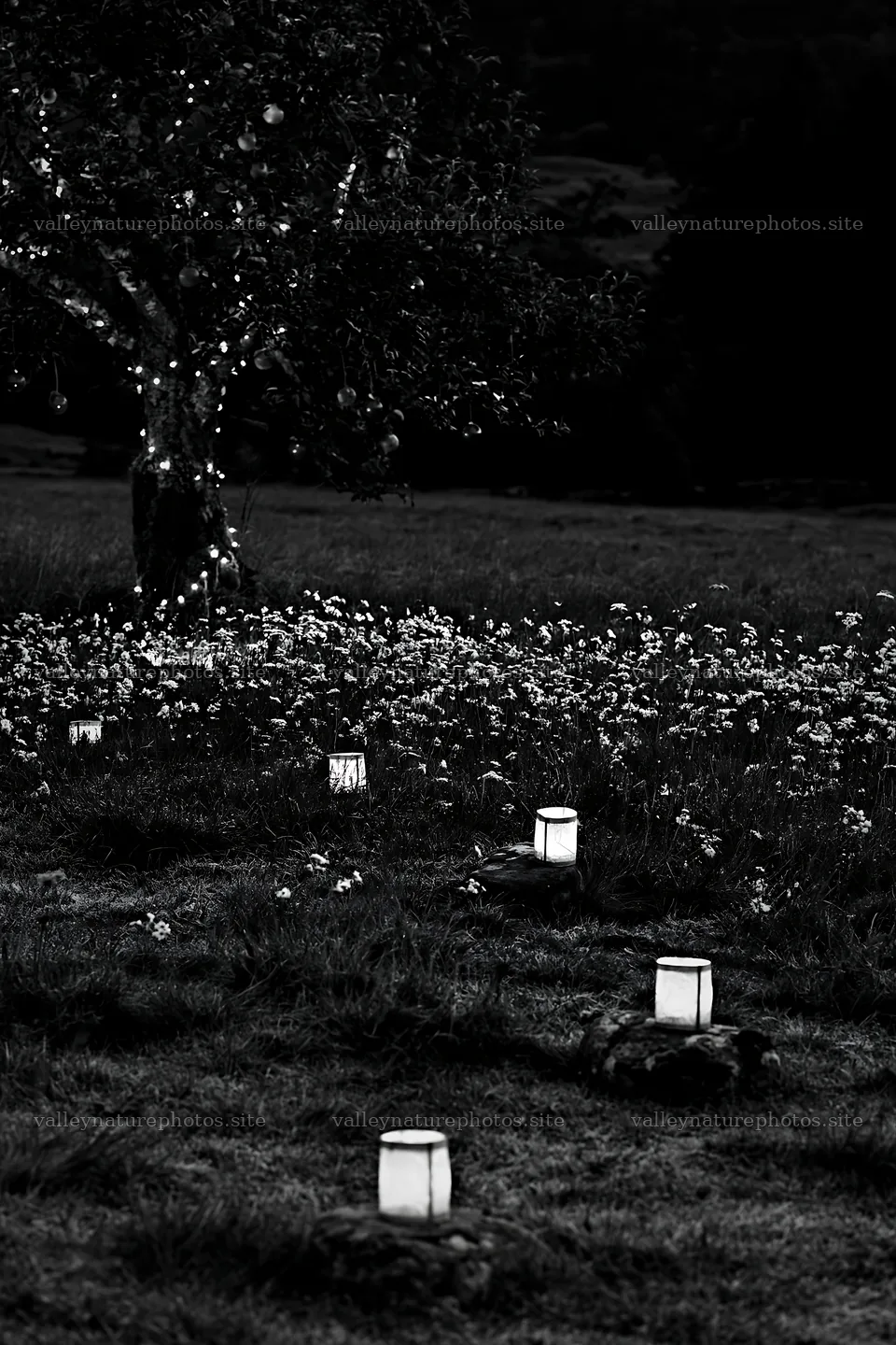 Apple tree meadow with frosted stones and lanterns during Christmas – nature photography 6480x9722