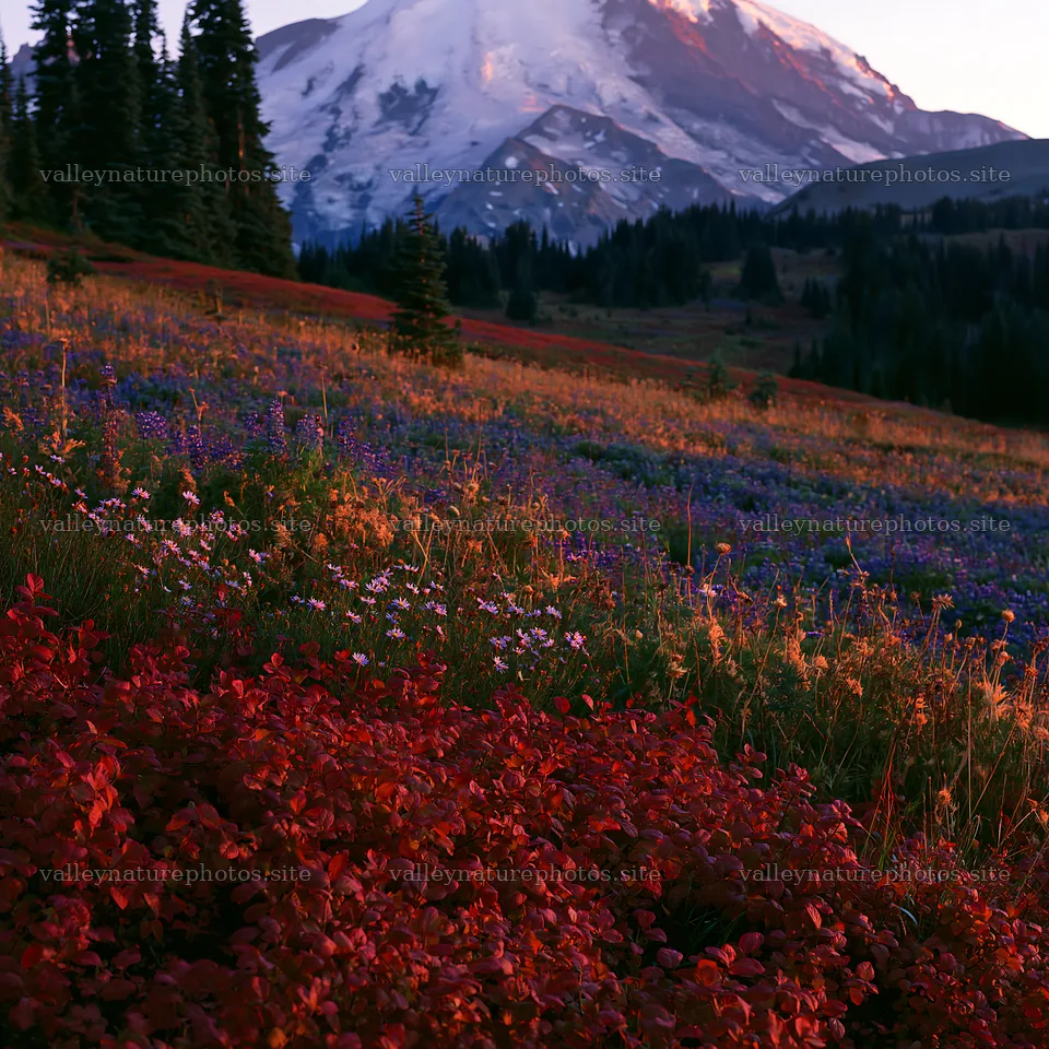 Wildflower meadow at sunrise near Mount Rainier – nature photography 7938x7938