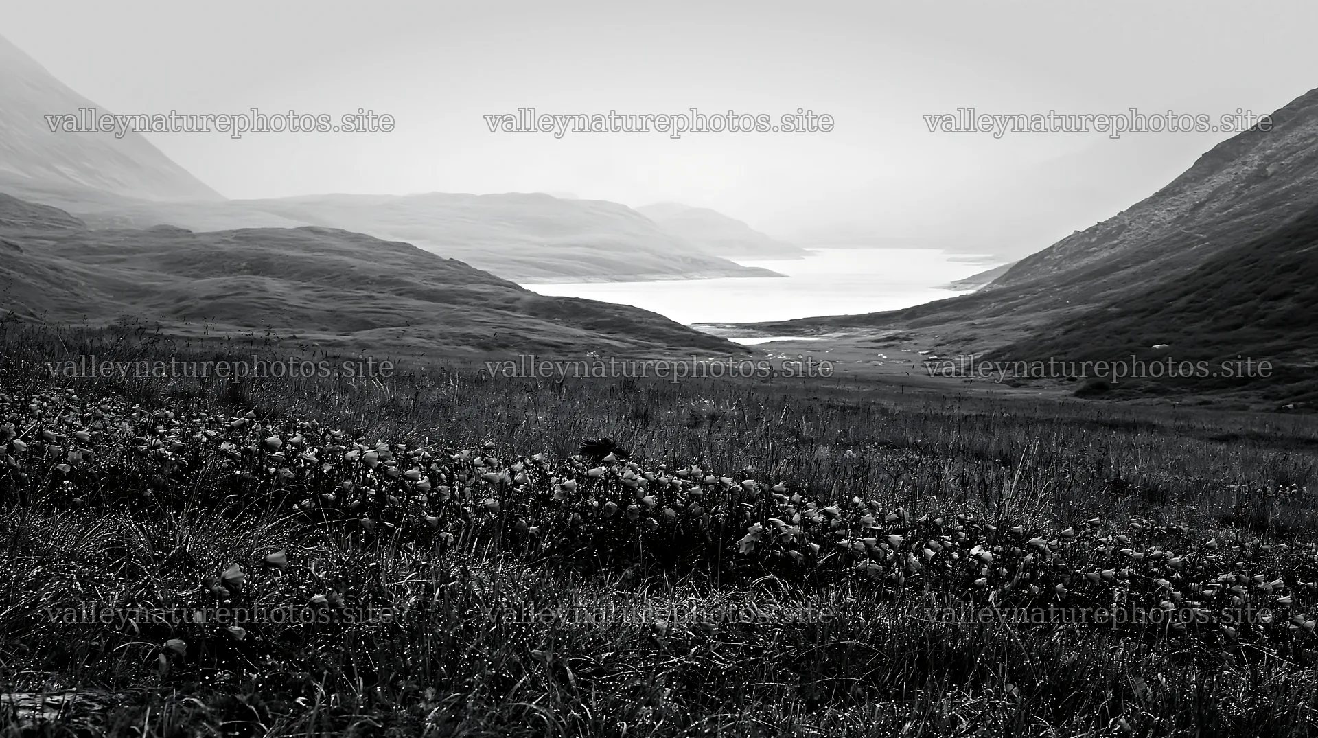 Swiss meadow beside alpine lake in black and white – nature photography 10608x5938