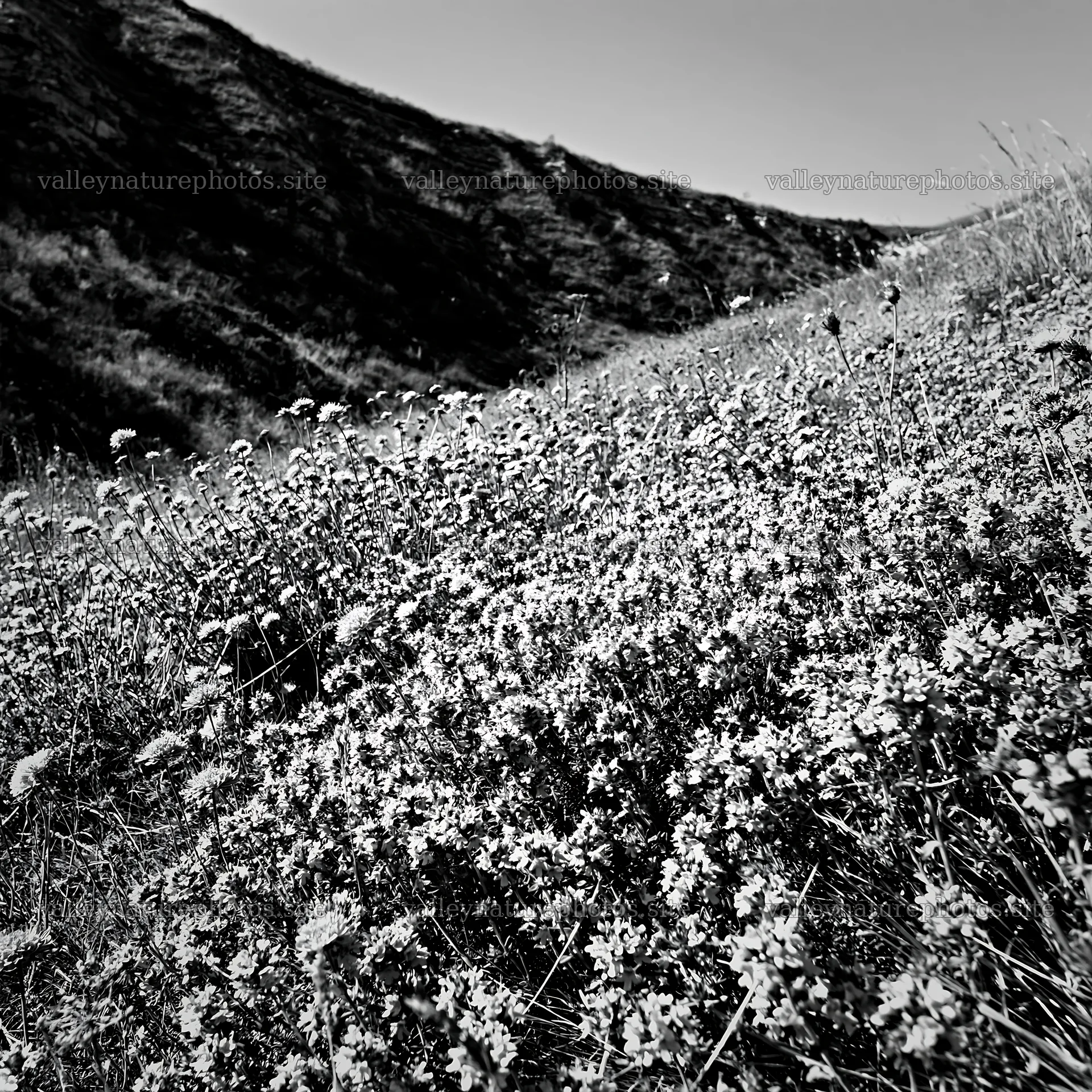 Sunny hillside meadow with wildflowers in black and white – nature photography 7938x7938