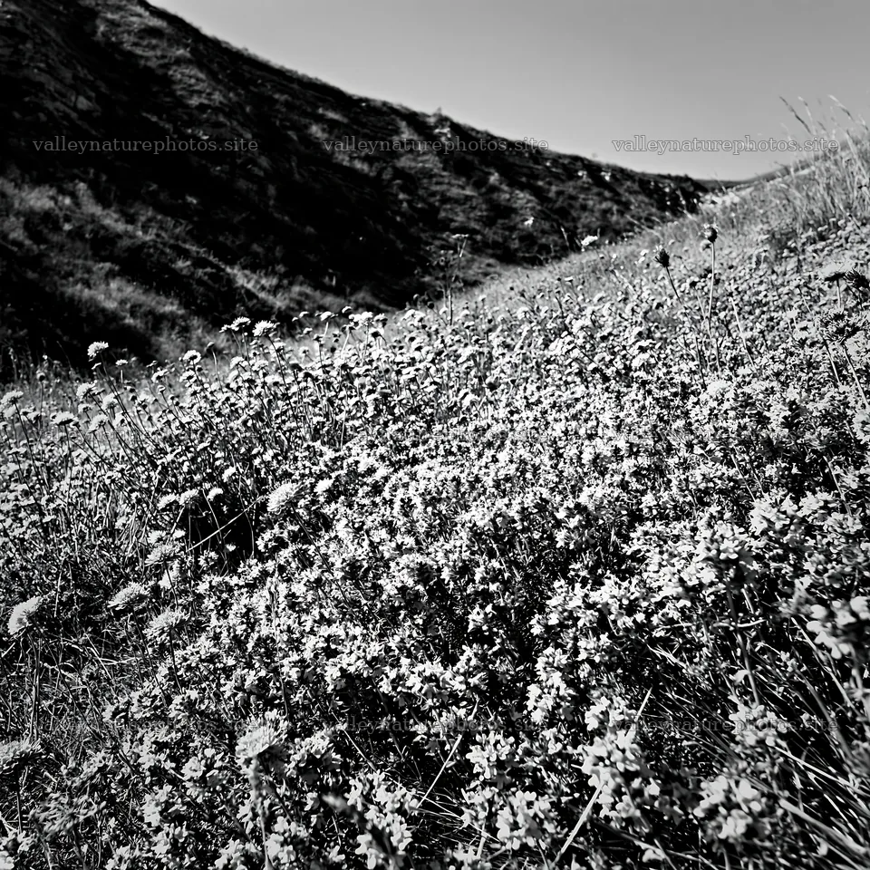 Sunny hillside meadow with wildflowers in black and white – nature photography 7938x7938