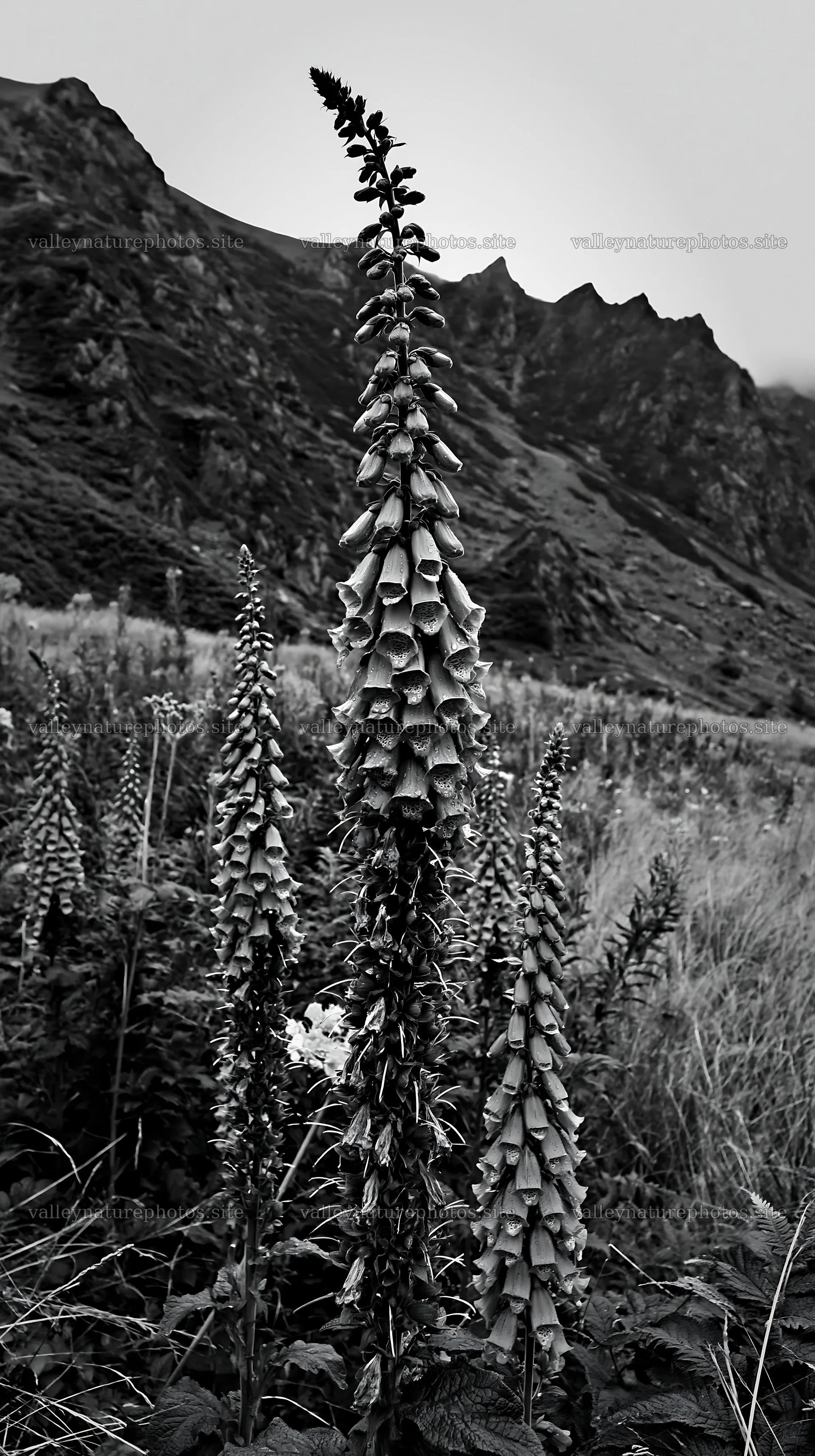Meadow beneath crags with tall flowers in black and white – nature photography 5938x10608