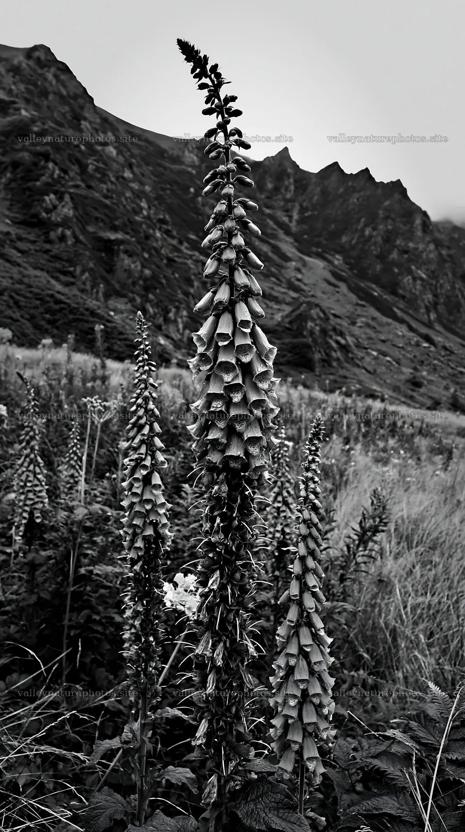 Meadow beneath crags with tall flowers in black and white – nature photography 5938x10608
