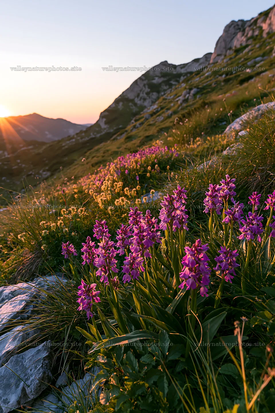 Wild orchid meadow with sunlight in mountain landscape – nature photography 6480x9722