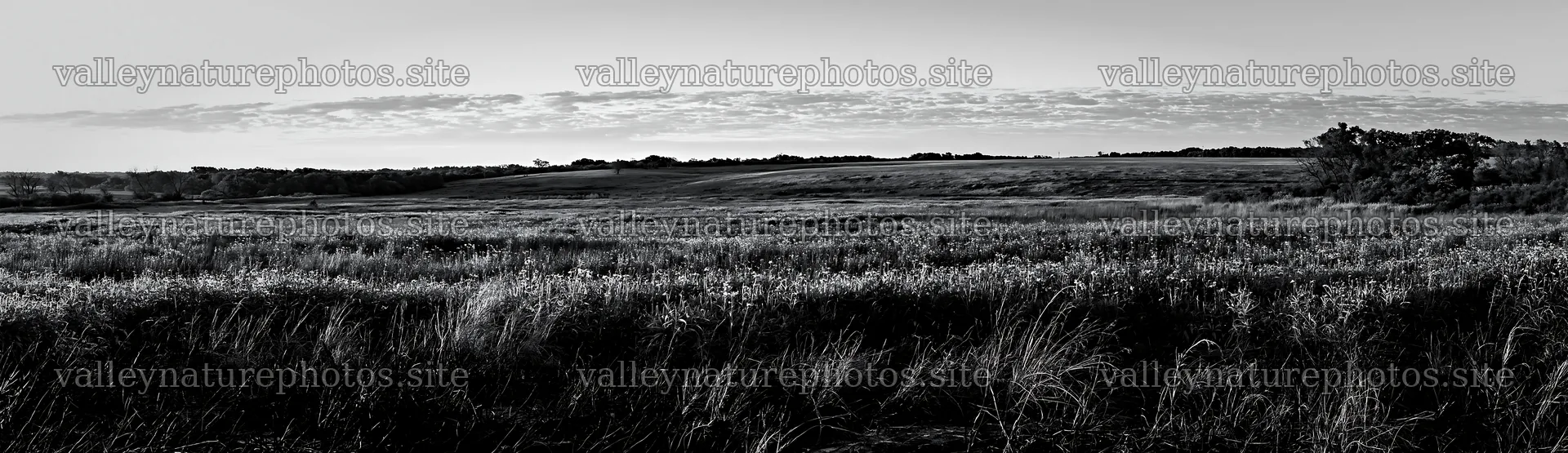 Regenerative meadow with wildflowers at sunset – nature photography 14762x4268