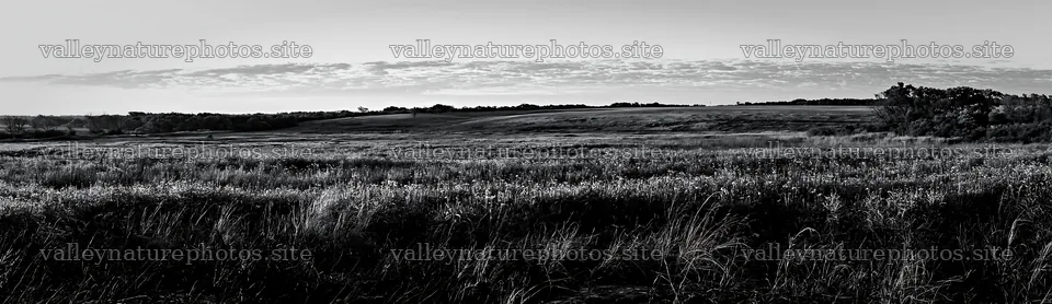 Regenerative meadow with wildflowers at sunset – nature photography 14762x4268